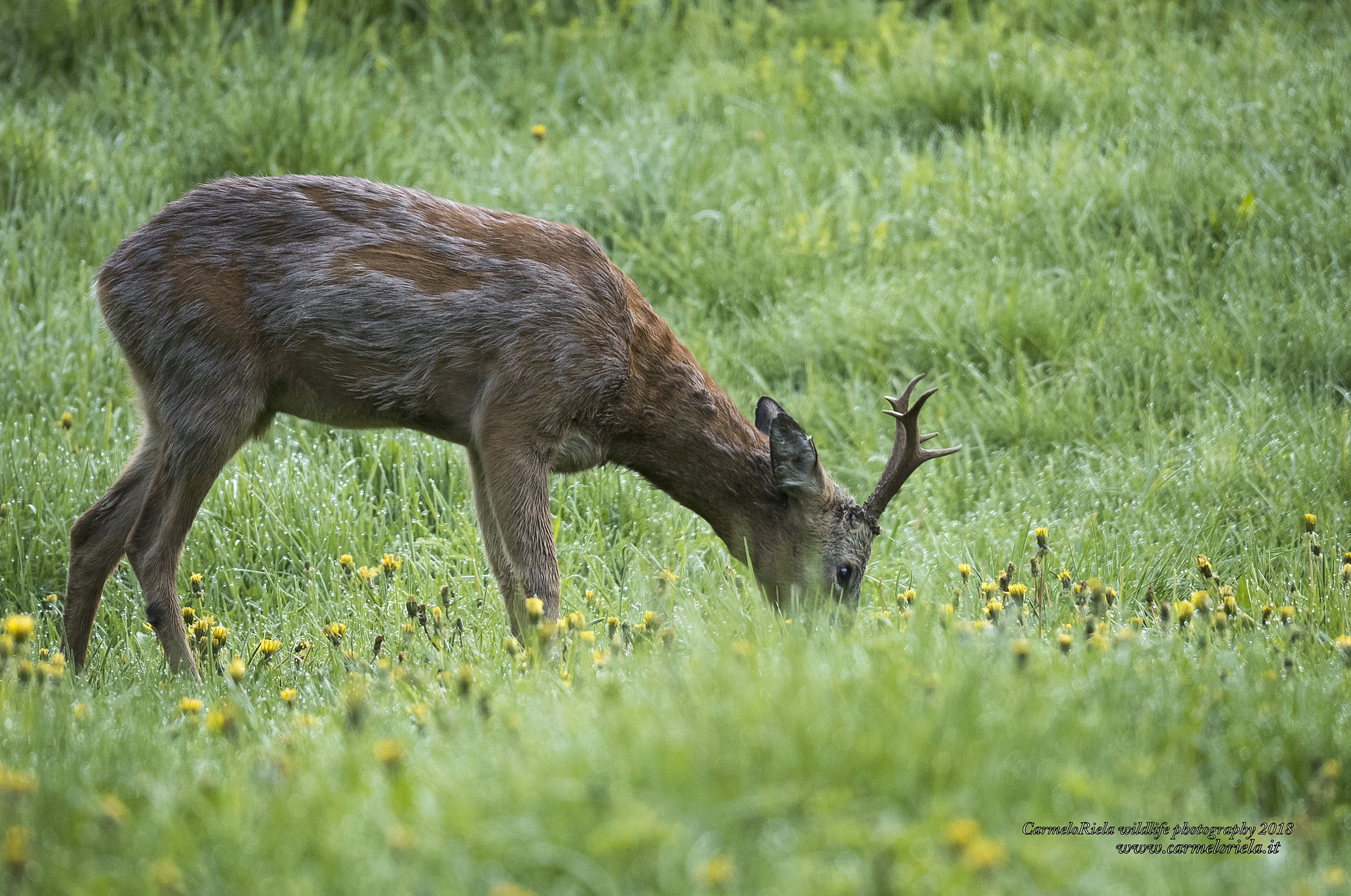 Roe Deer in the pasture...