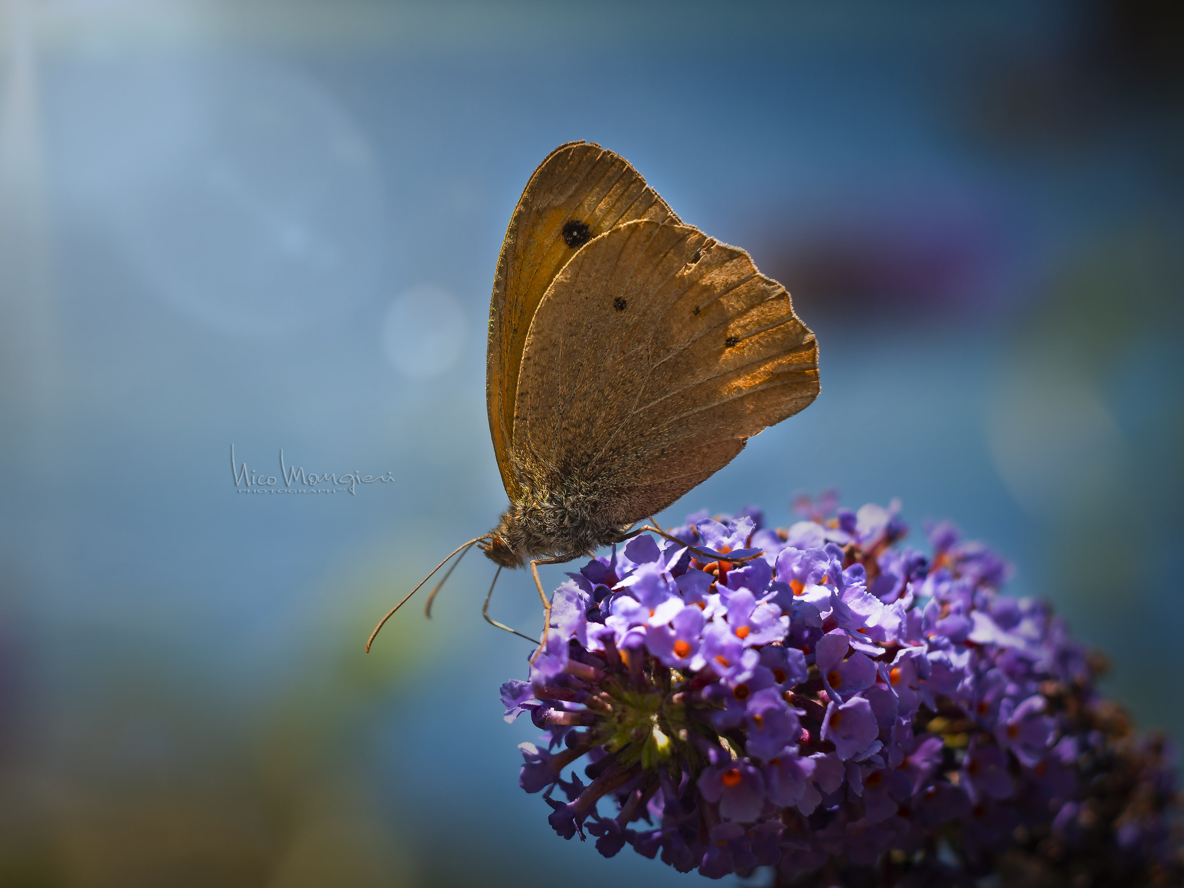 Butterfly Brown...