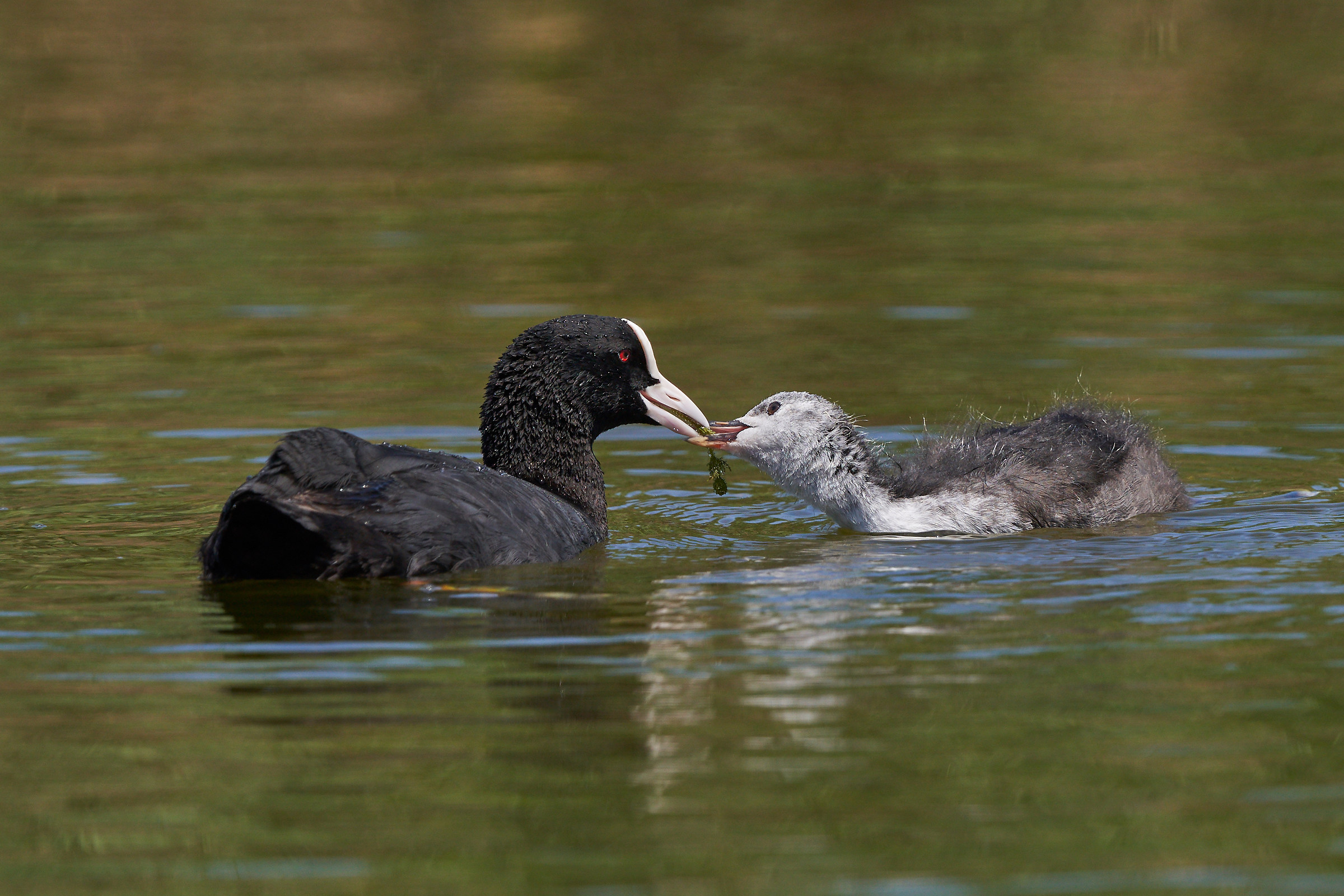Coot with immature # 2...