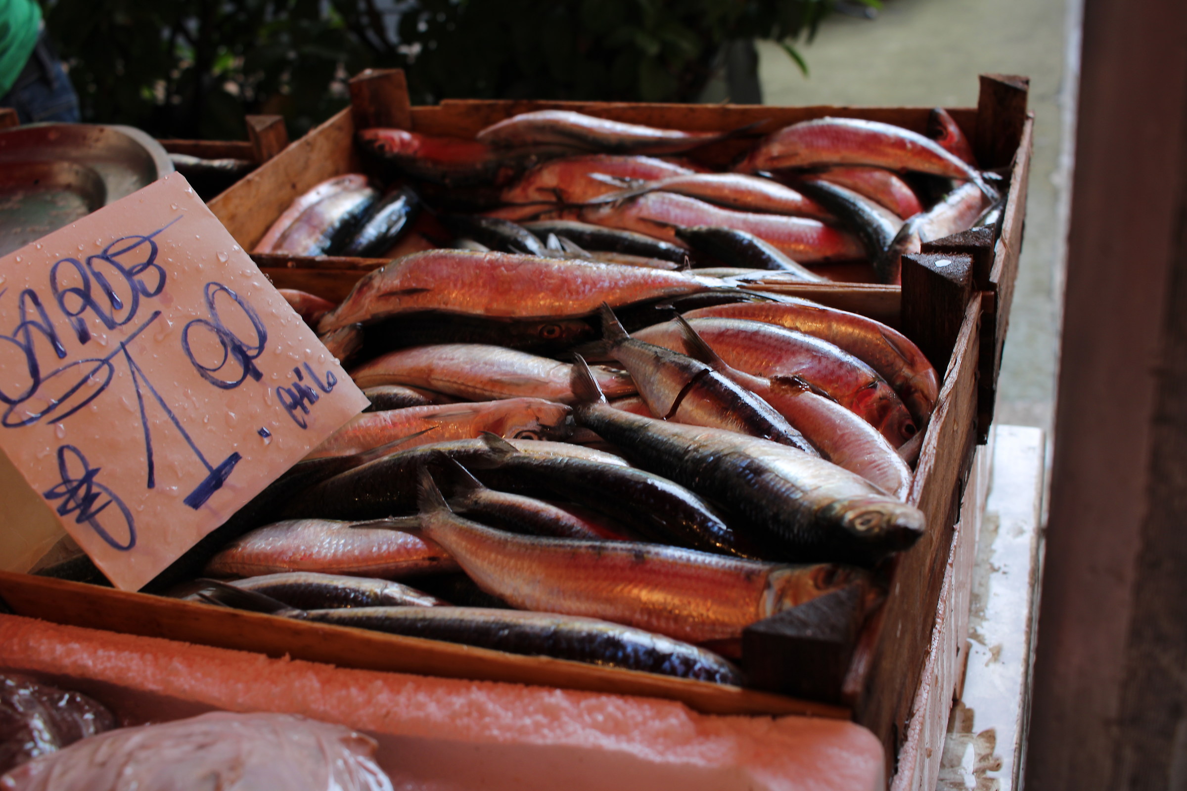 Fresh sardines...