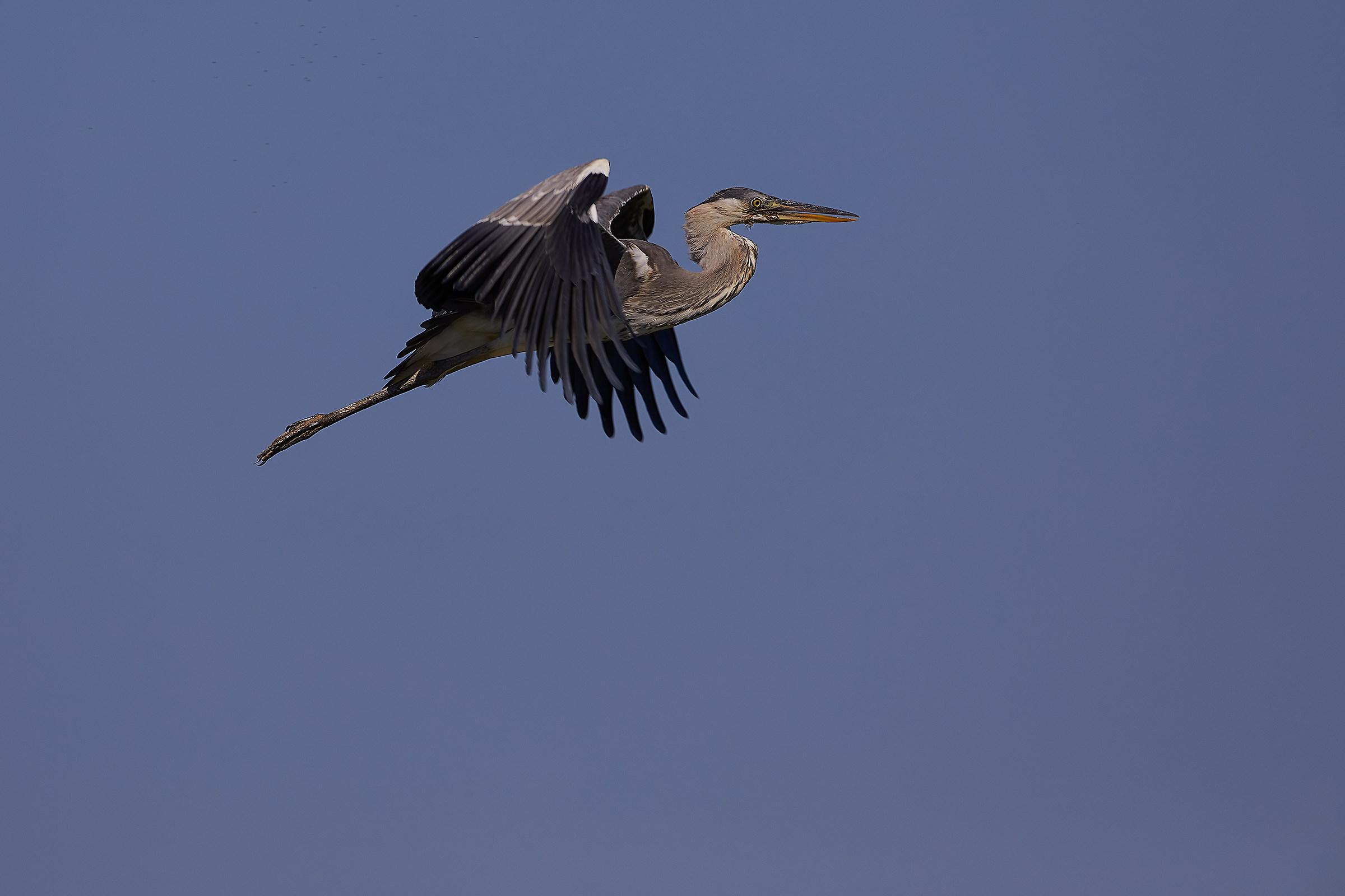 Flying Heron in flight...
