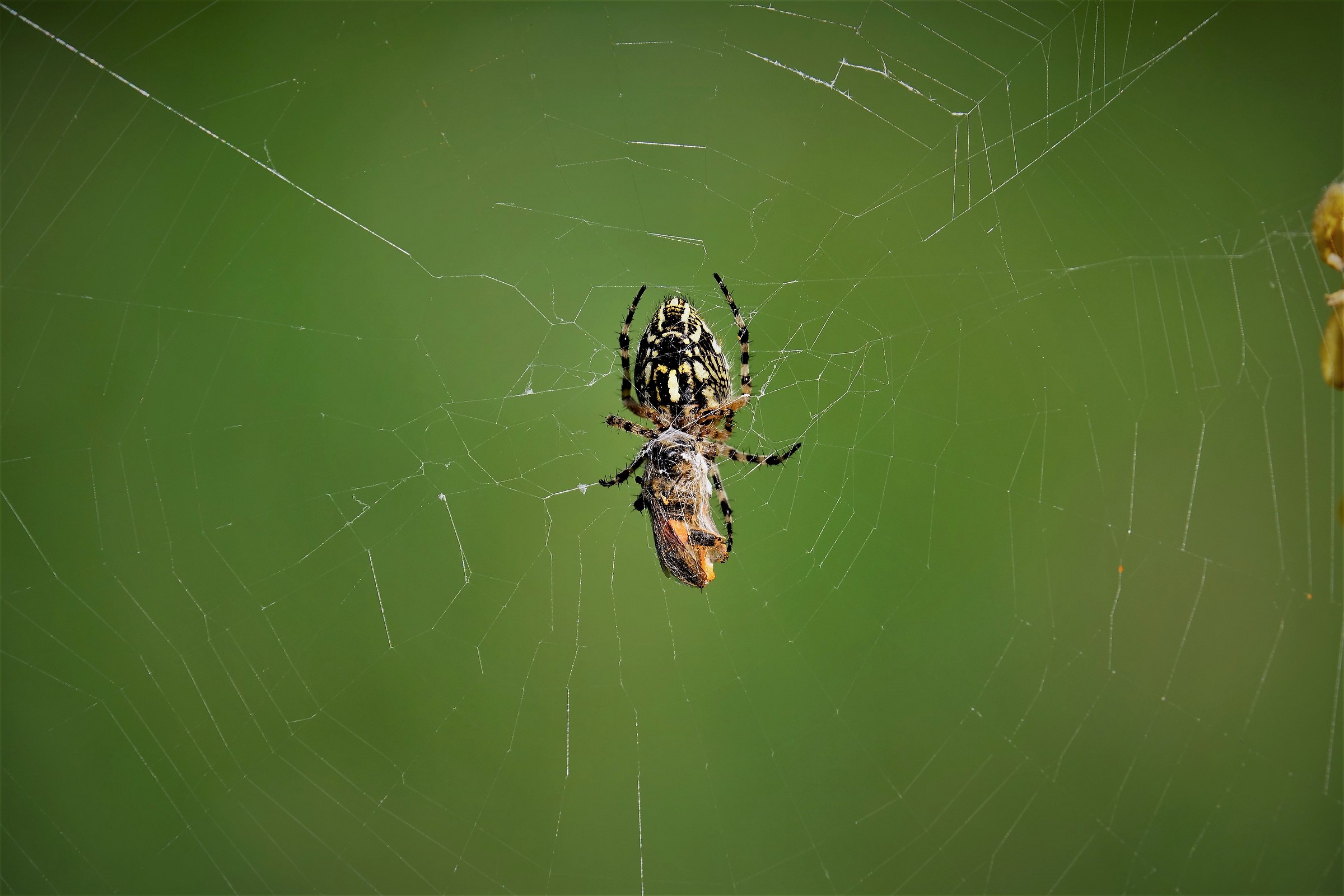 Spider with Prey...