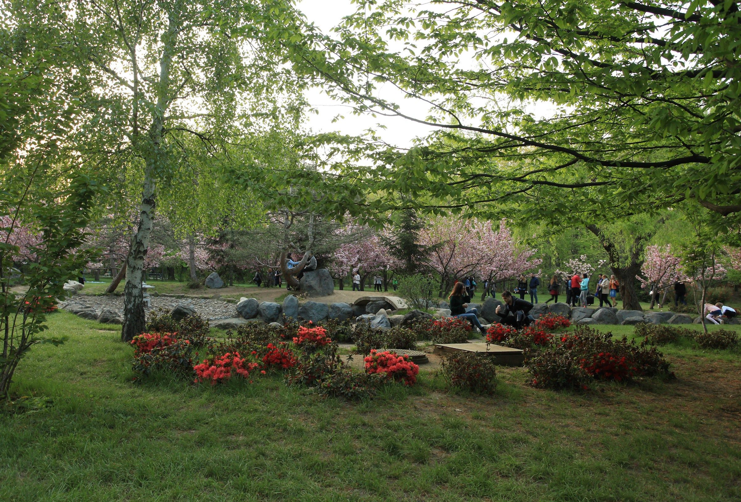 Japanese Garden in Bucharest April 2018...