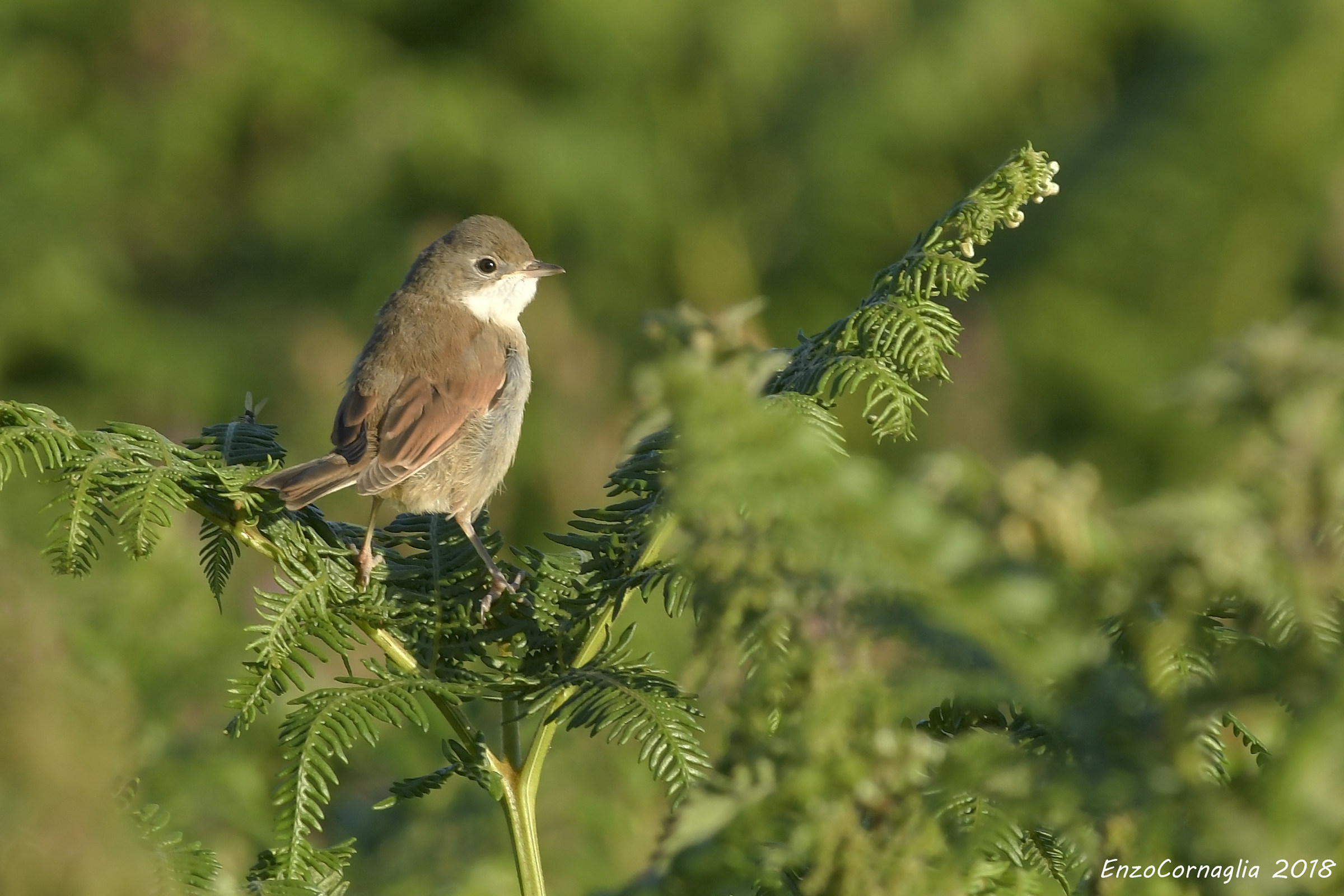 Whitethroat...