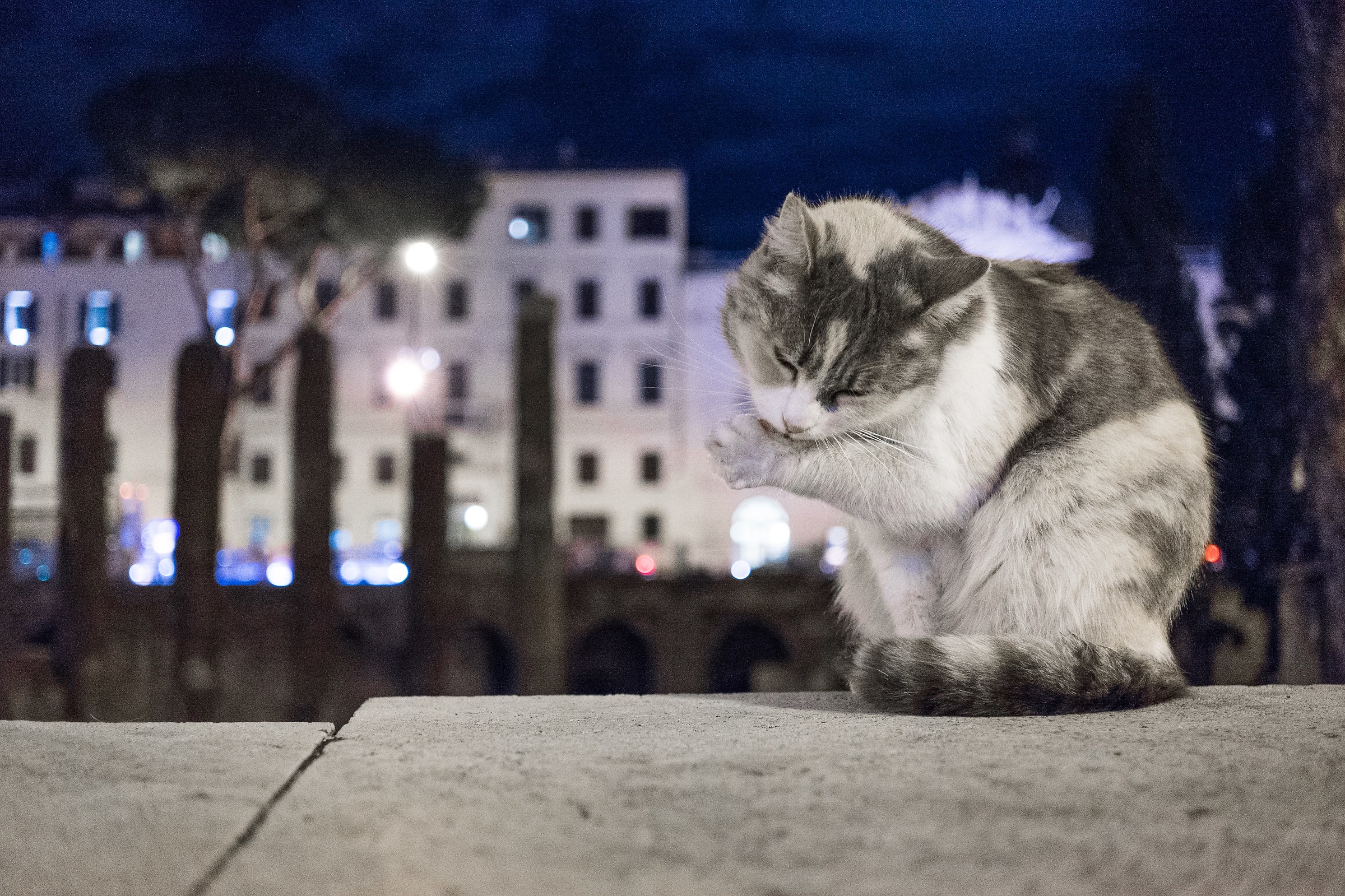 The Cats of Rome...