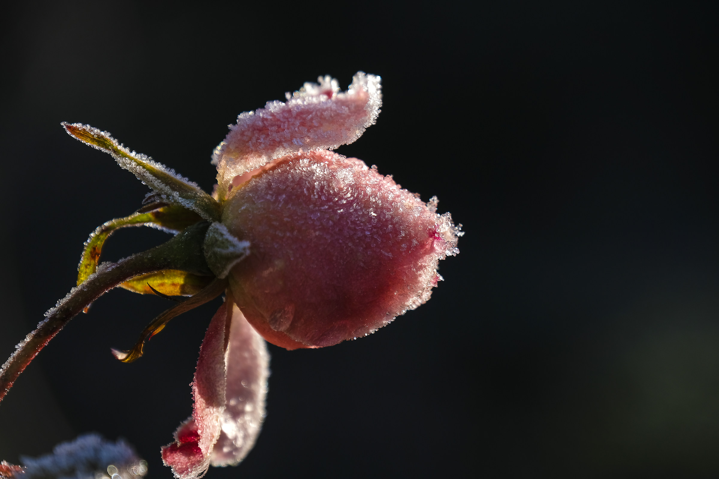 rosa fresca...
