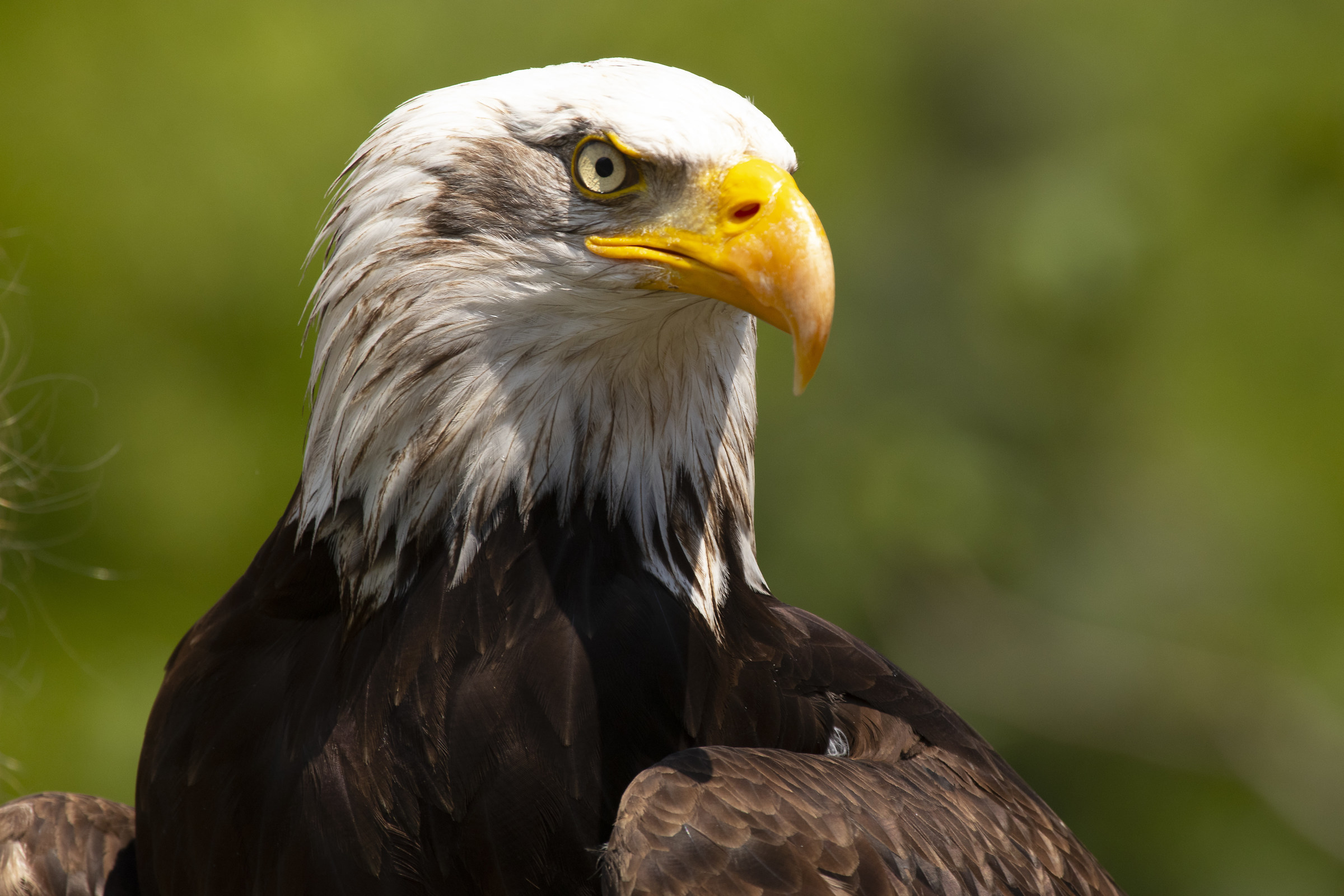 American Eagle...