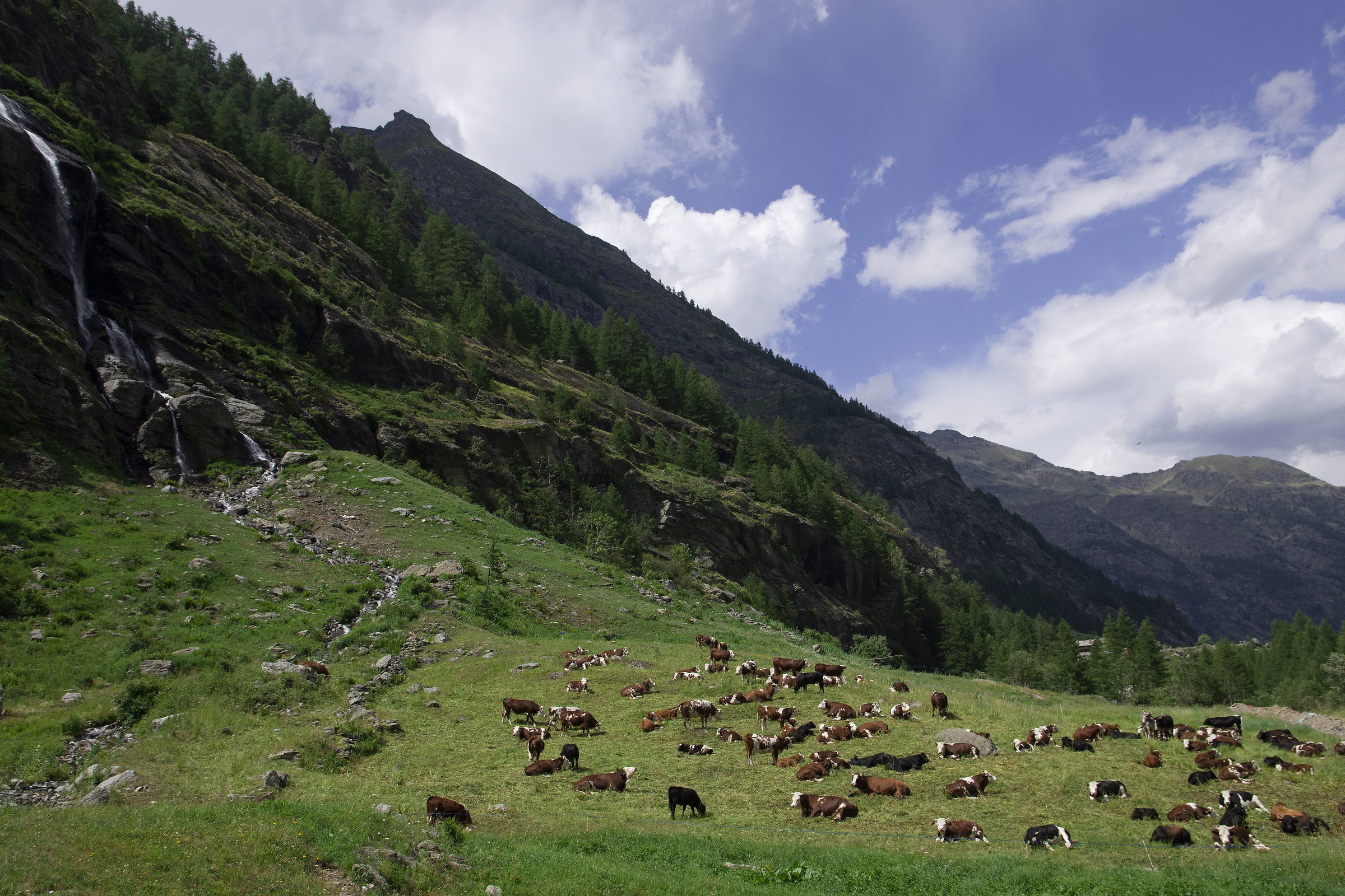 Alpine Pasture...