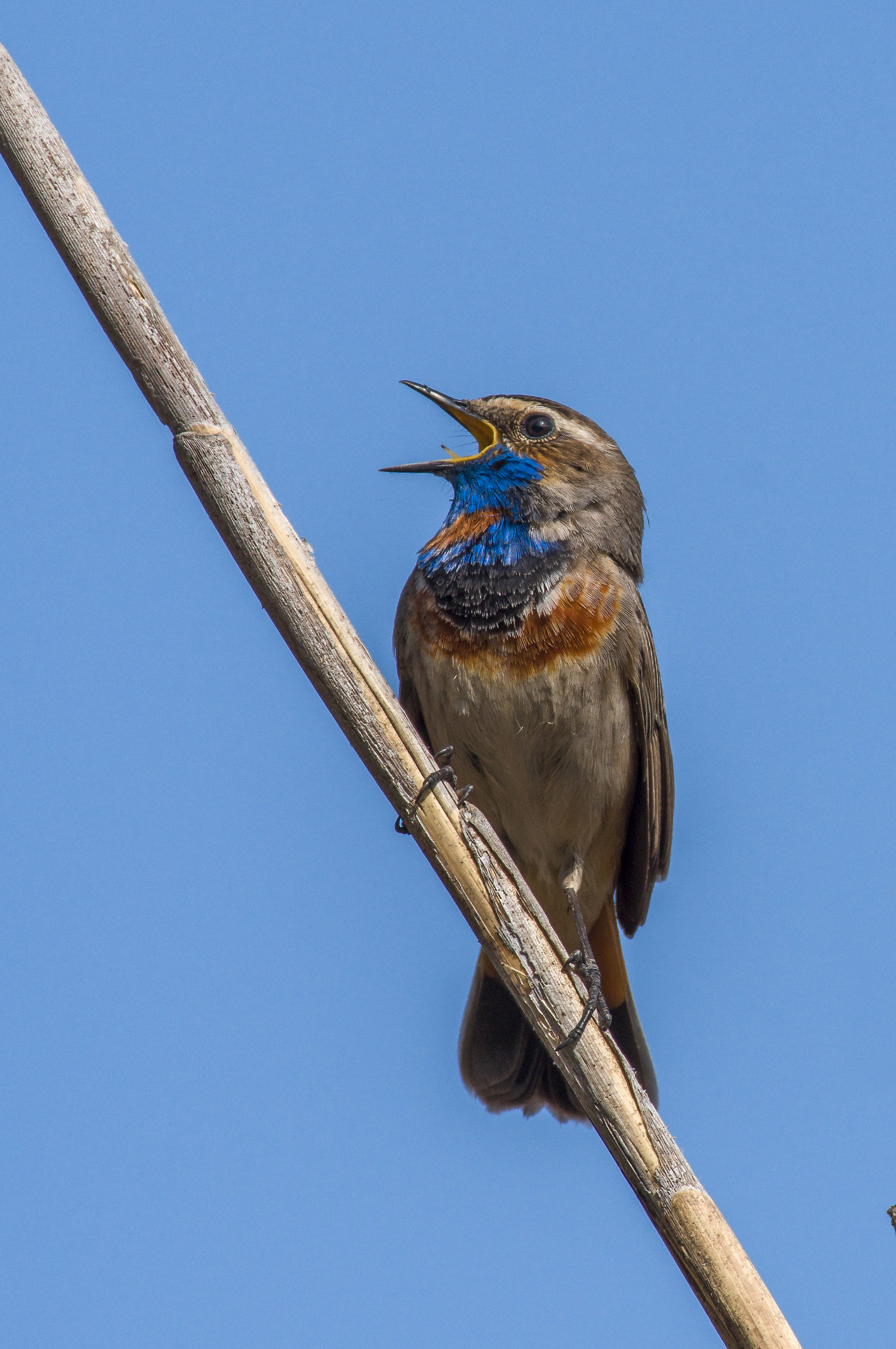 Bluethroat...