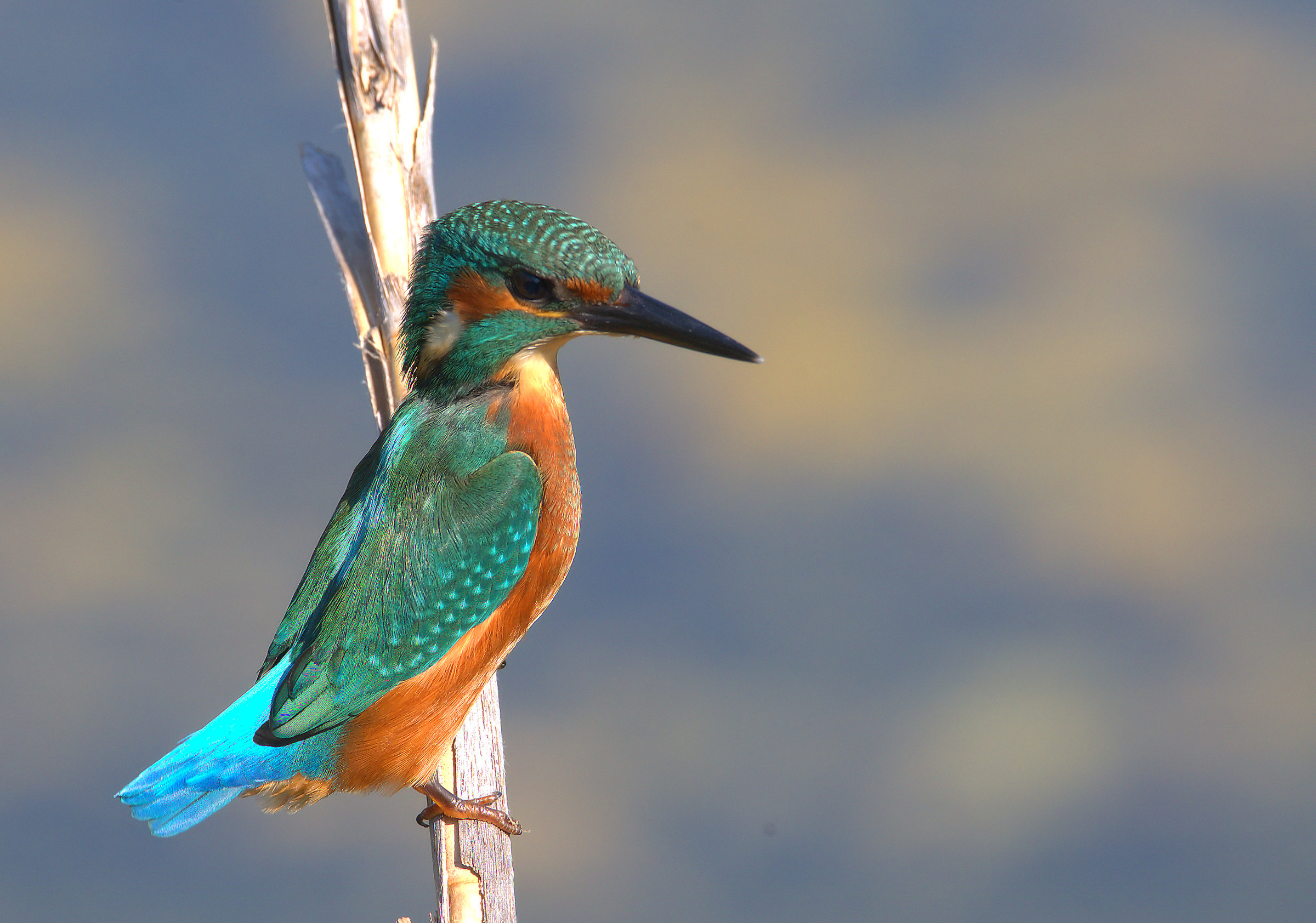 Kingfisher...