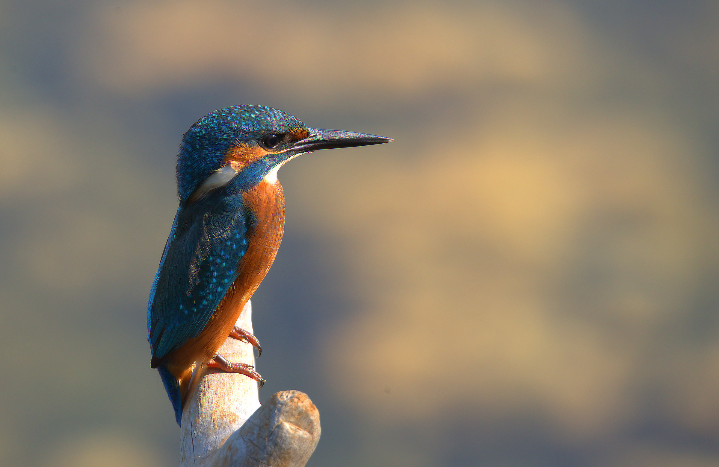 Kingfisher...