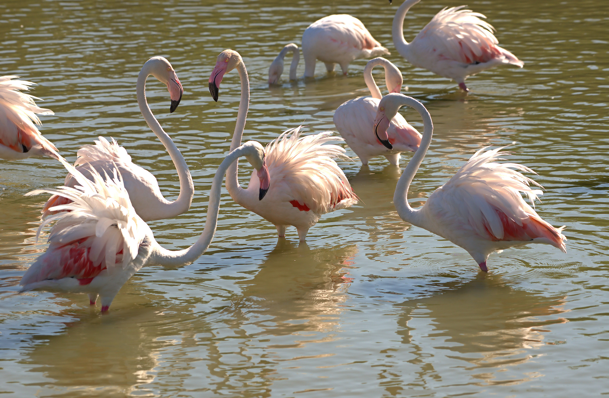 Flamingos...