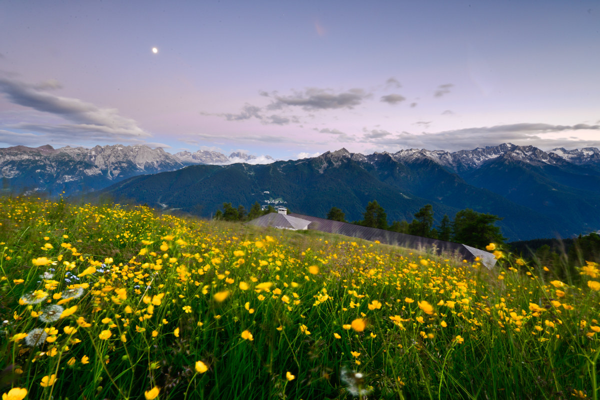 Alpine poppies in Val di Sole...