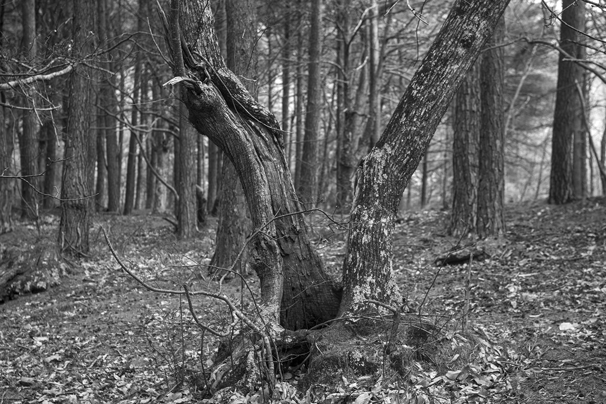 Chestnut, pinewood of Passo Ghimbegna...