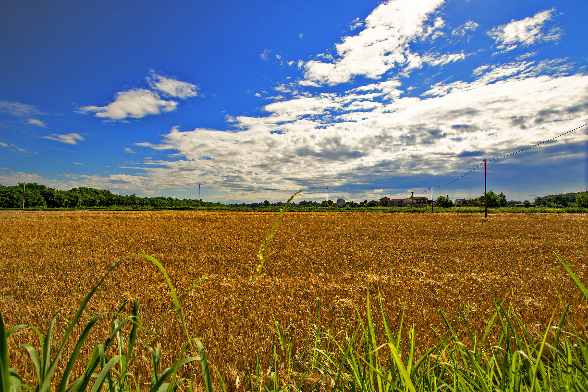 Campo di grano in Lomellina...