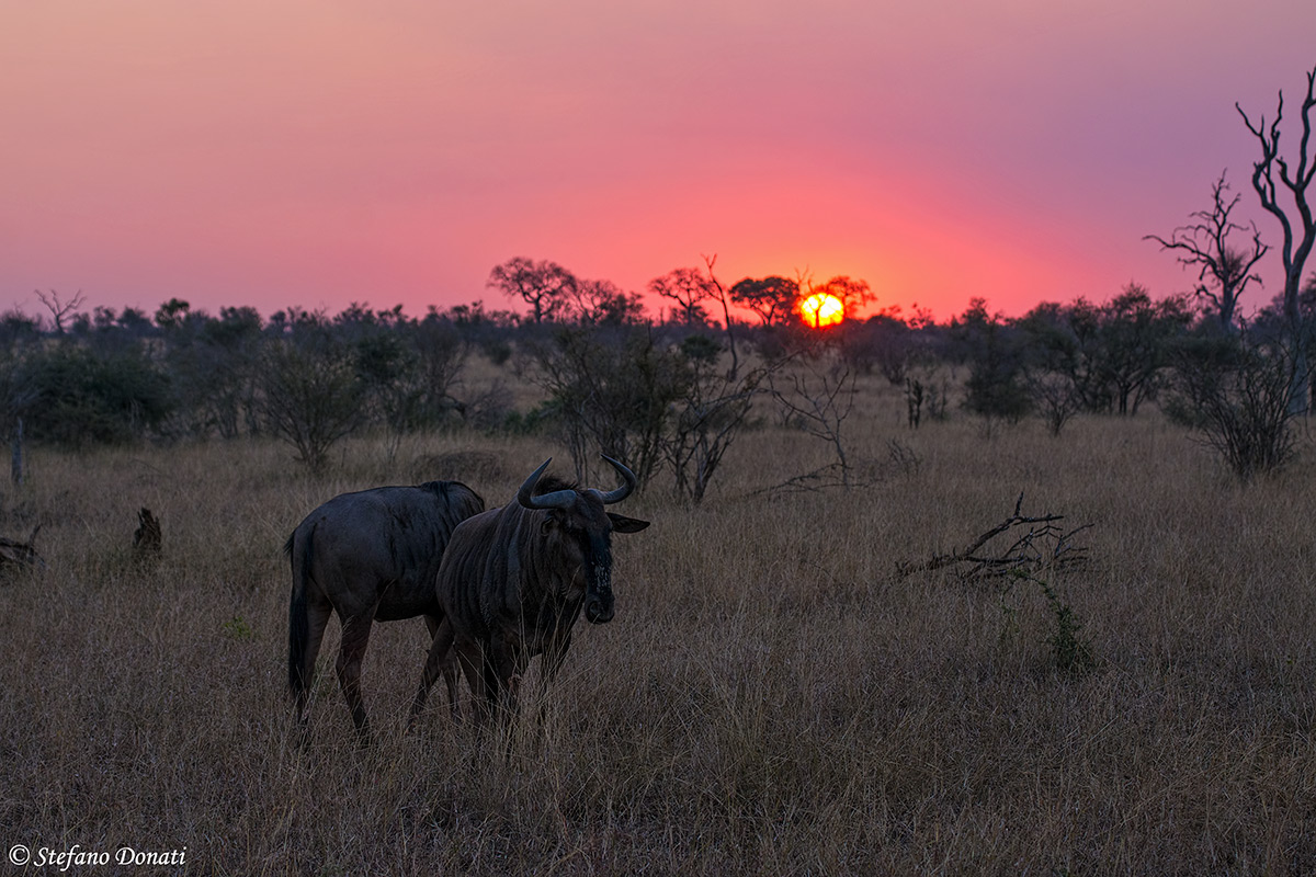 Sunset in the Kruger...