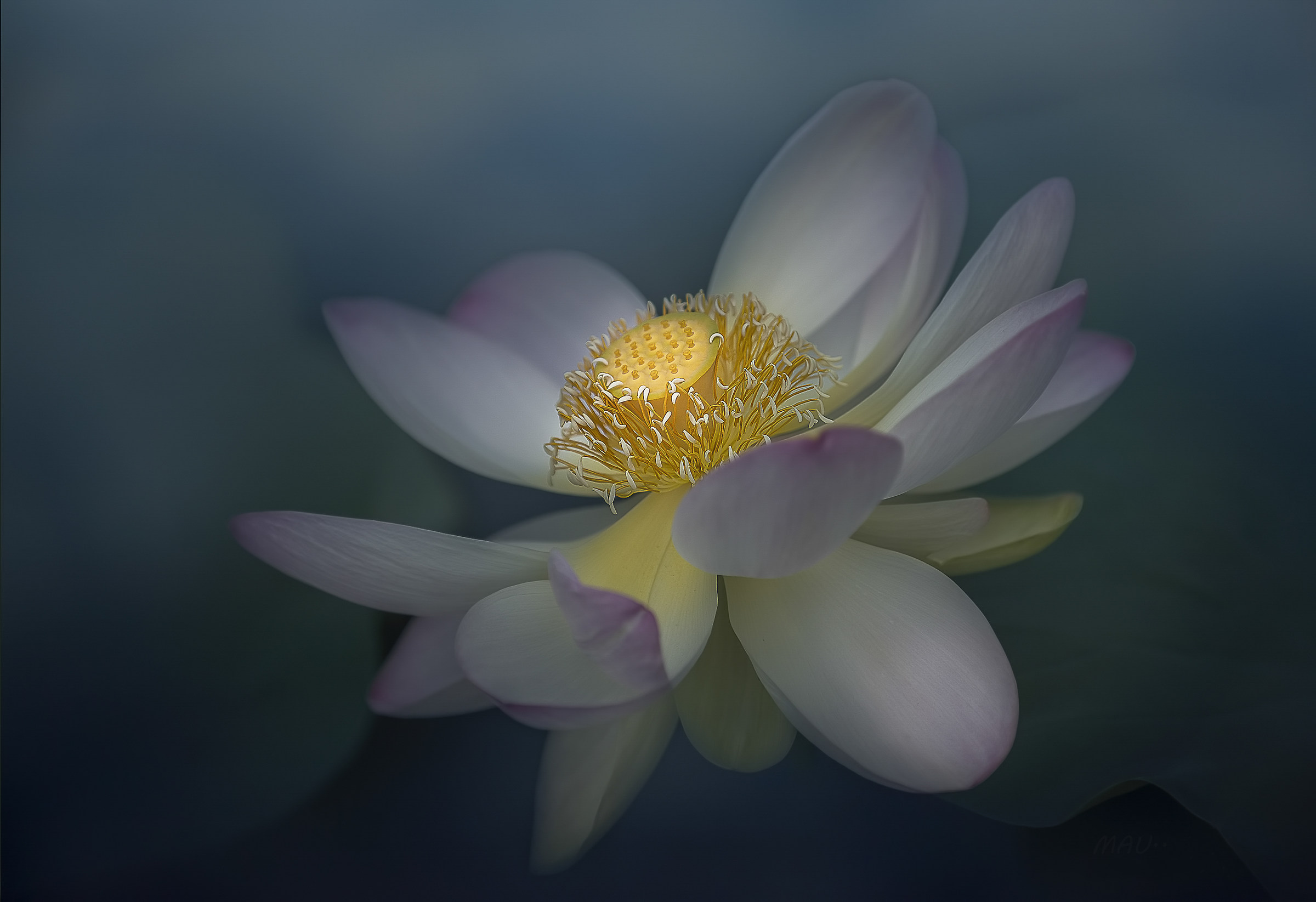 Lotus Flower.....