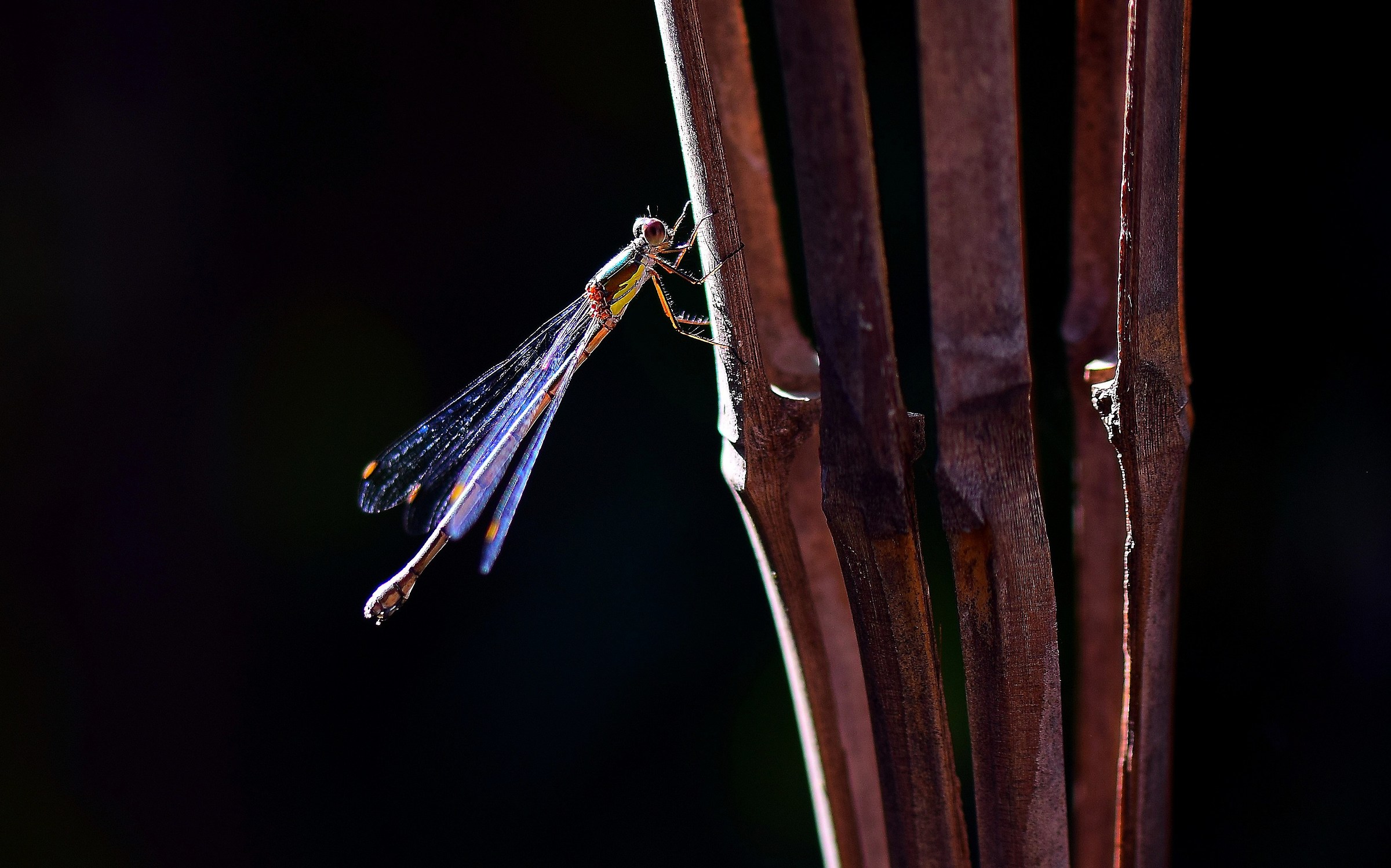 Dragonfly in Garden...