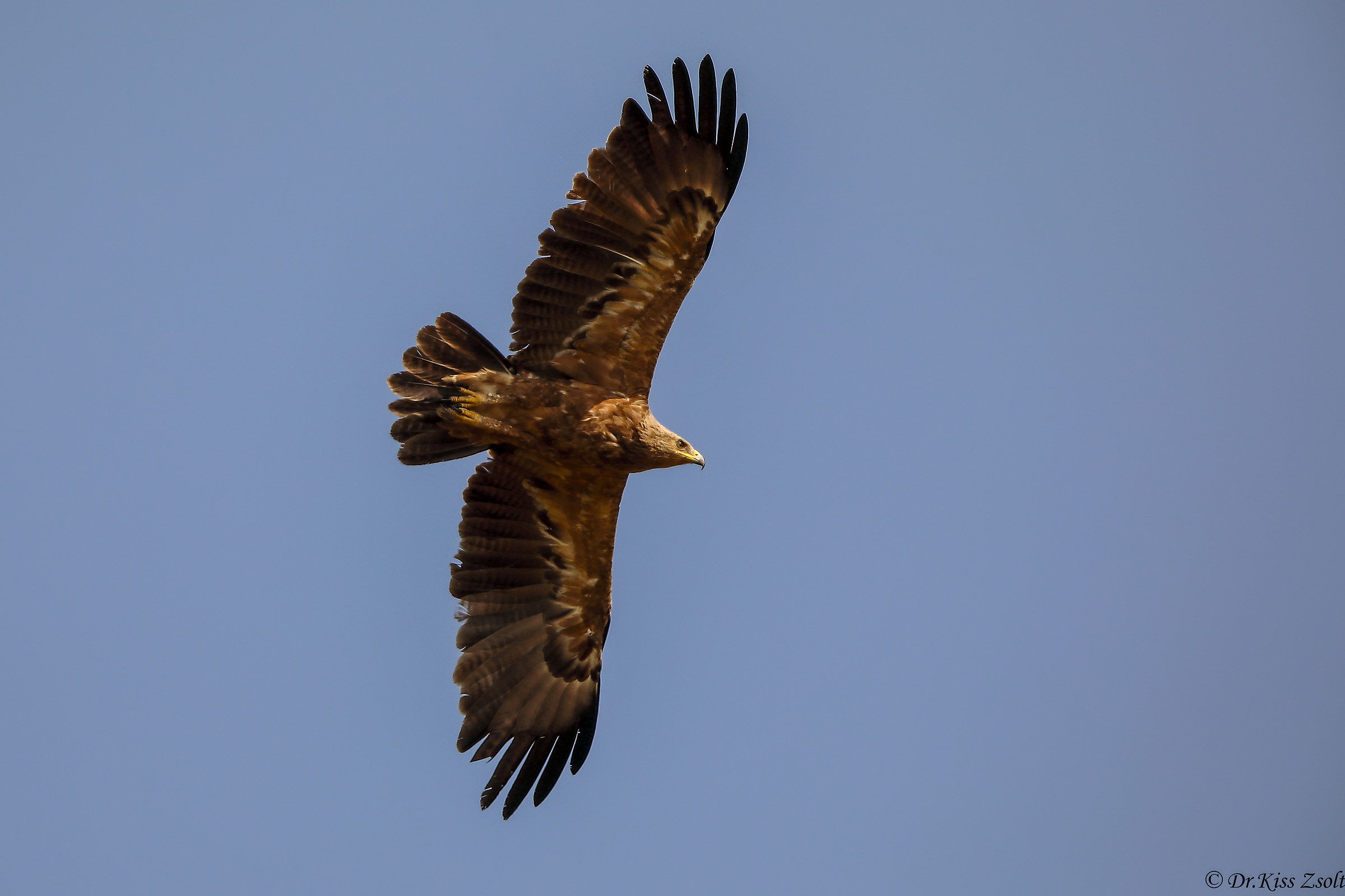 Lesser spotted eagle in flight...