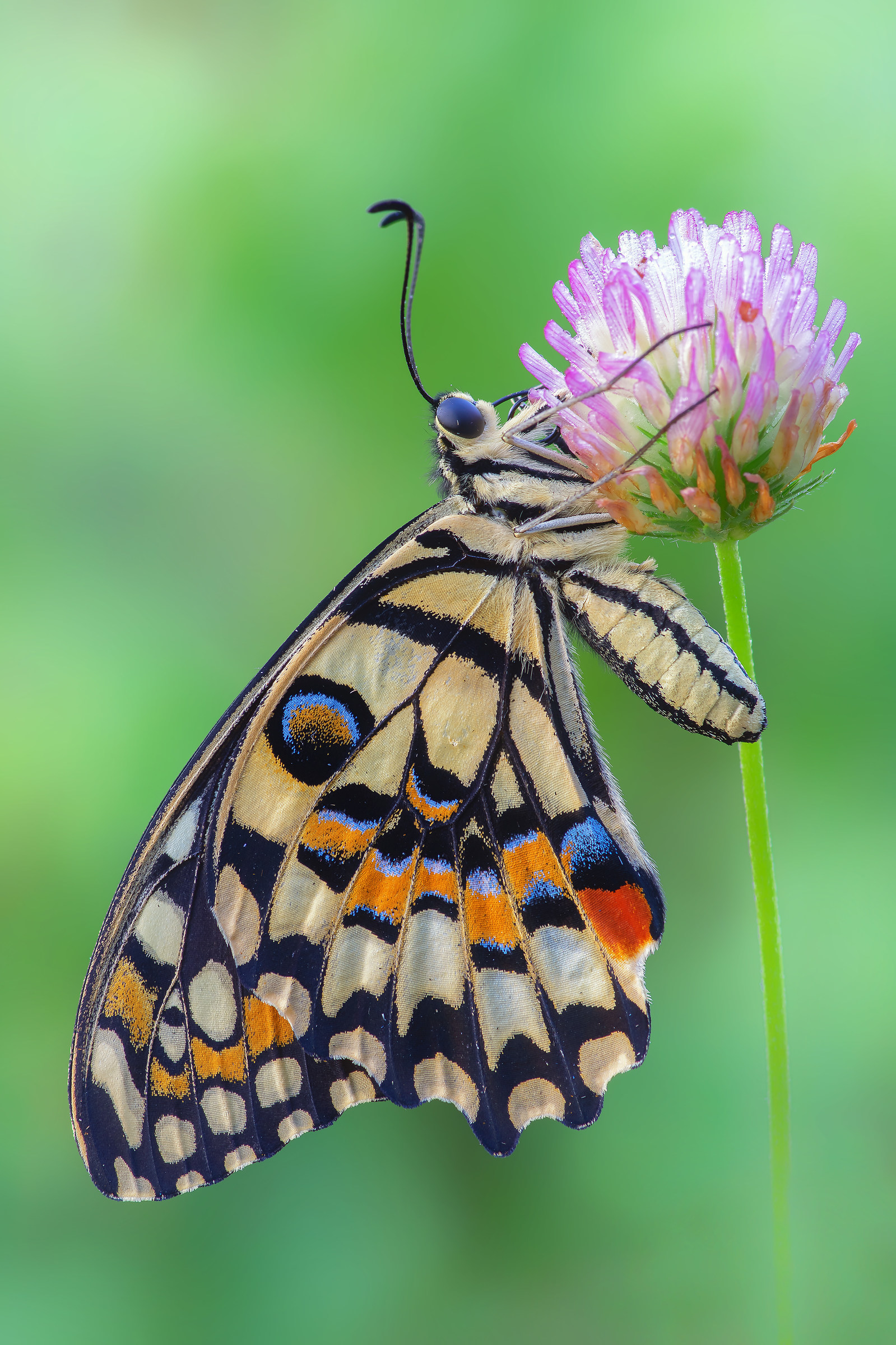 Papilio butterfly (Linnaeus, 1758)...