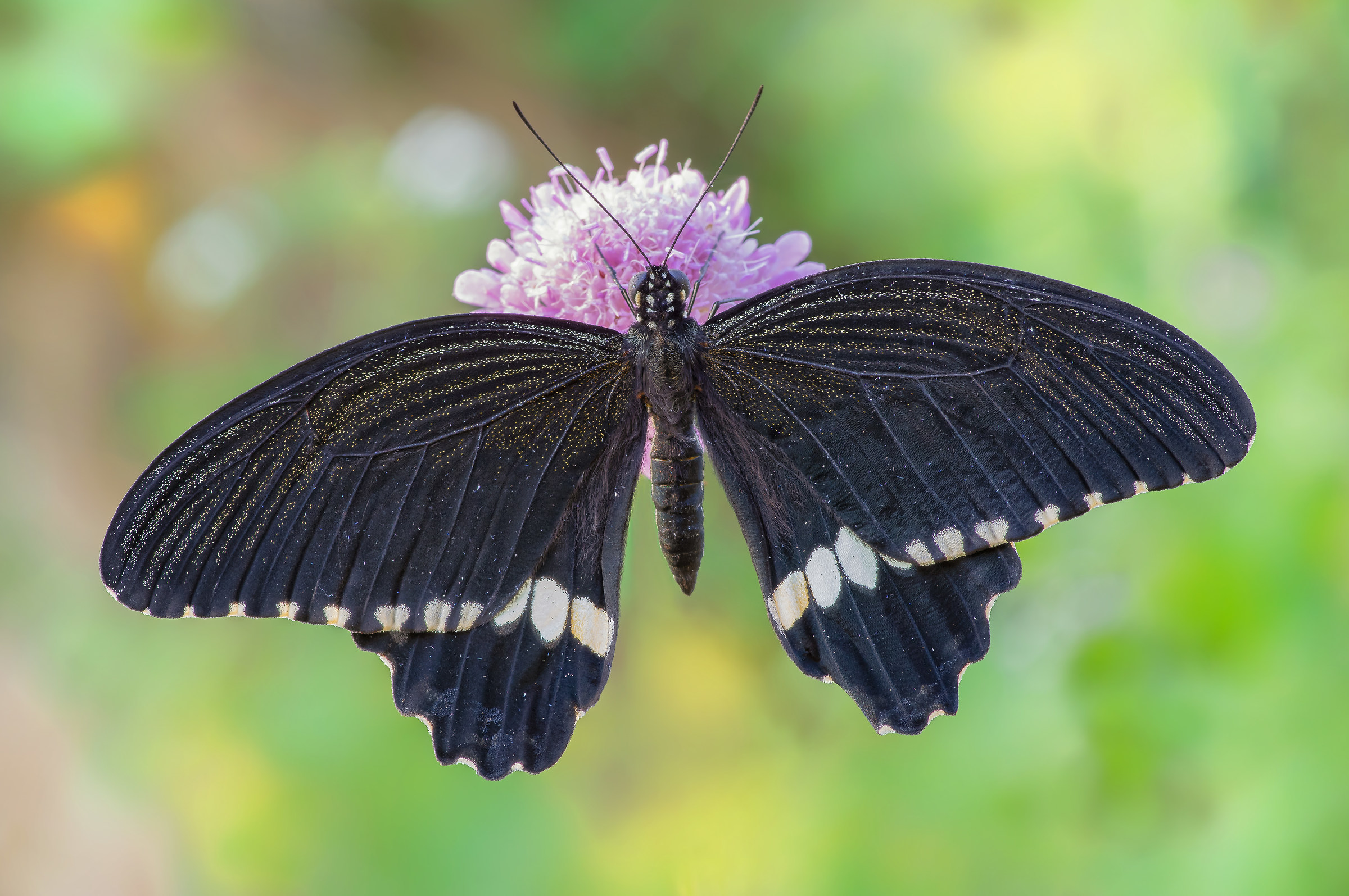 Papilio polytes (Linnaeus, 1758)...