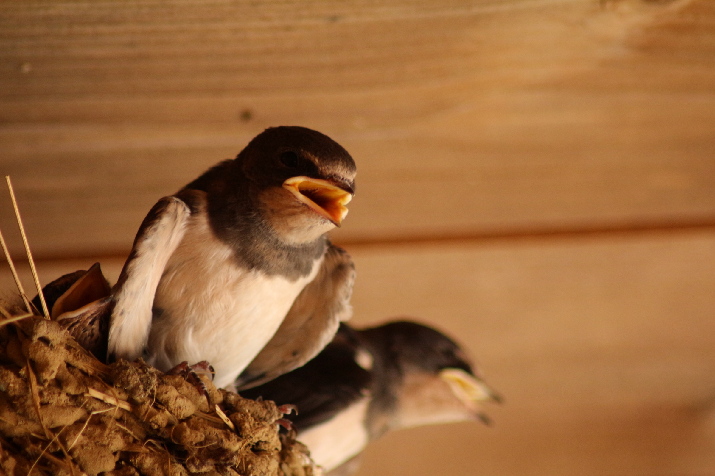 Swallows Waiting for meal...