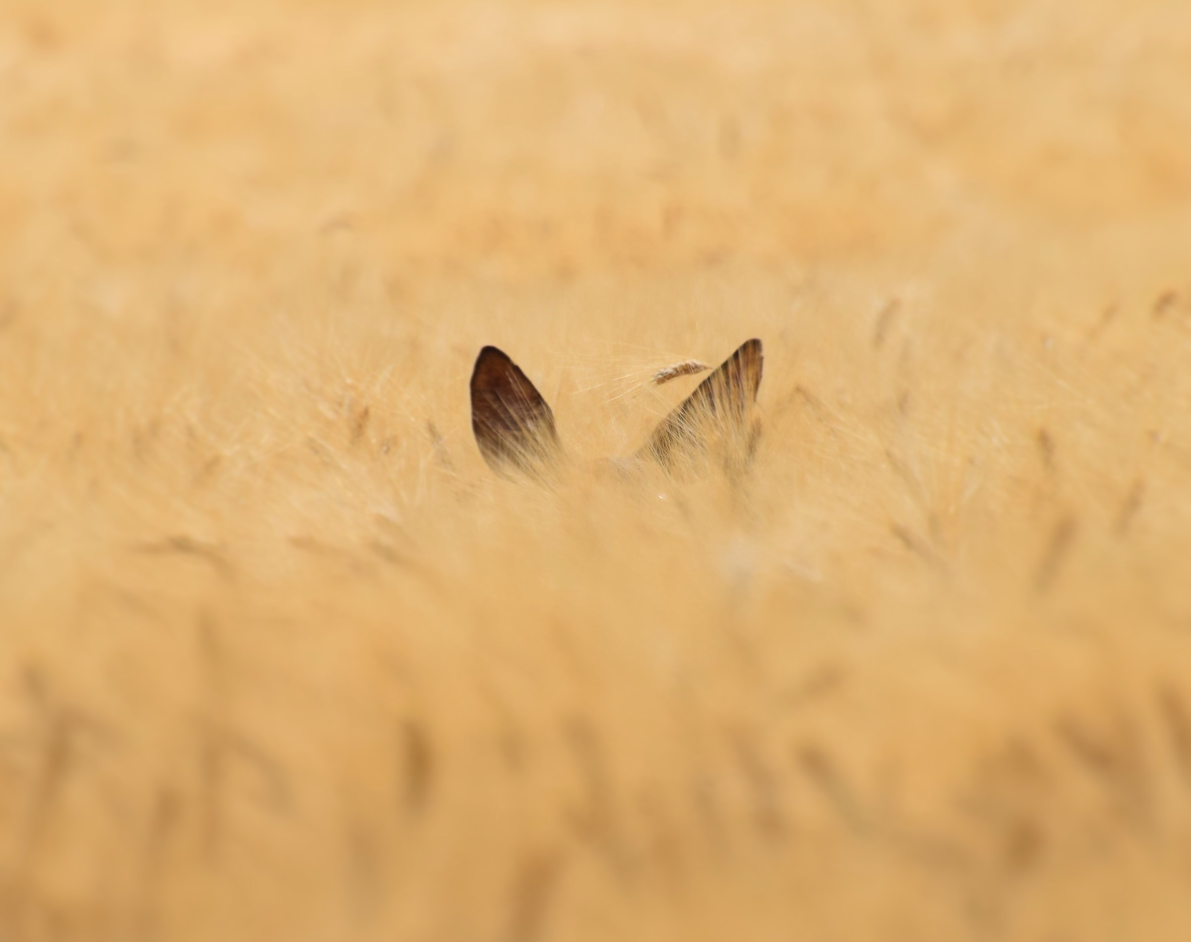 Female of Roe Deer...