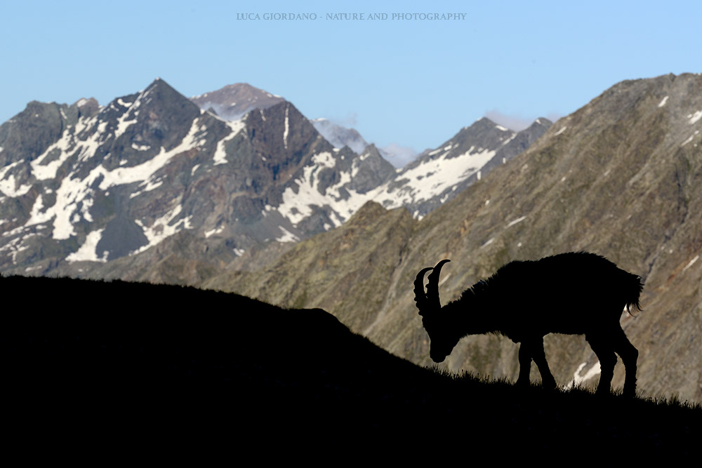 Mountain Ibex Alpine...