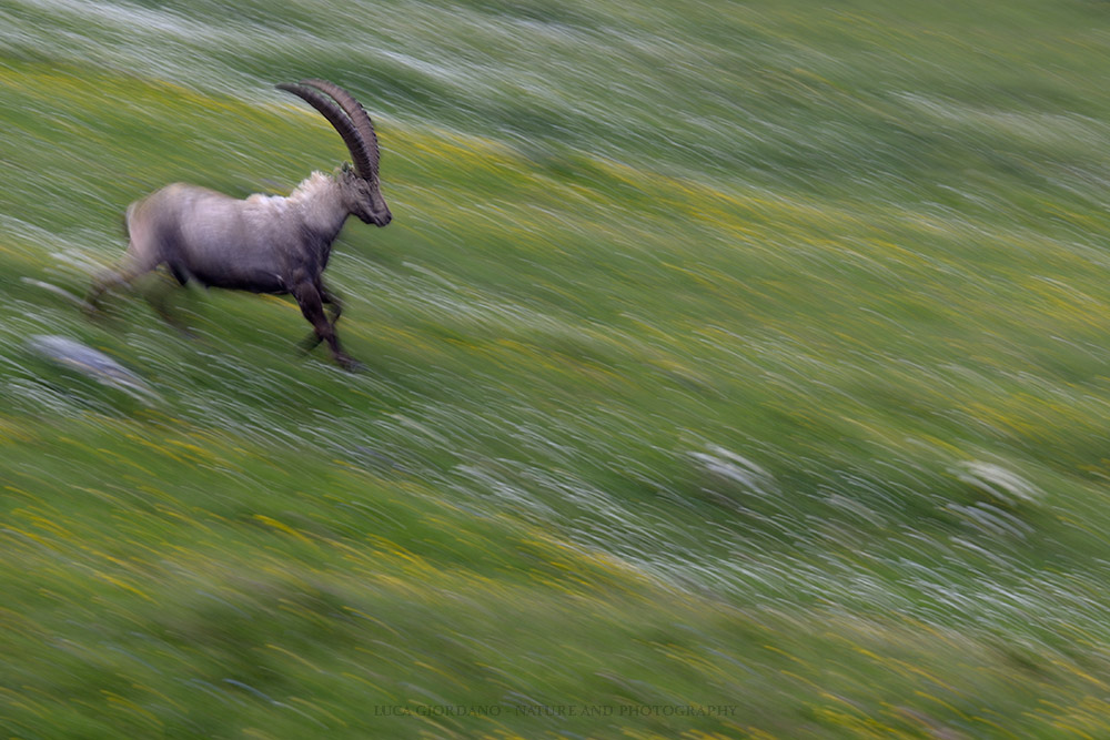 Stambecco alpino - Alpine ibex...