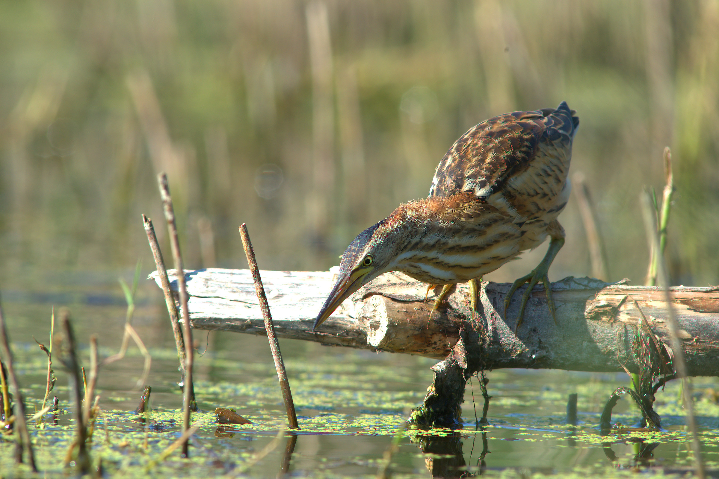 Little Bittern...