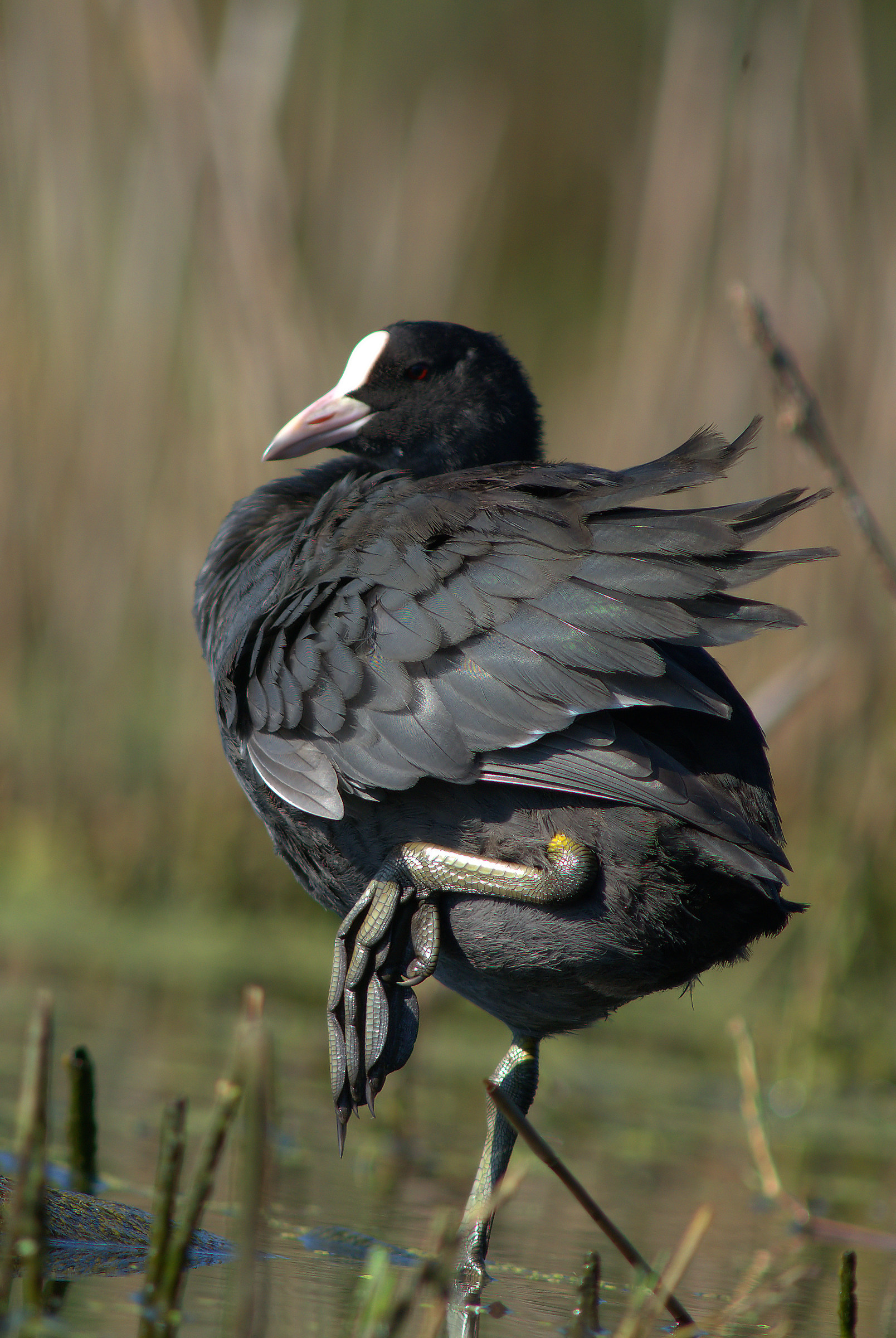 Coot...