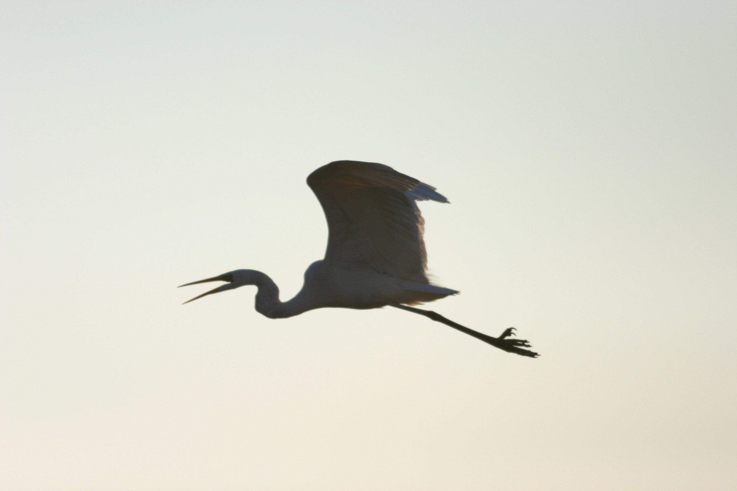 White Heron in backlight...