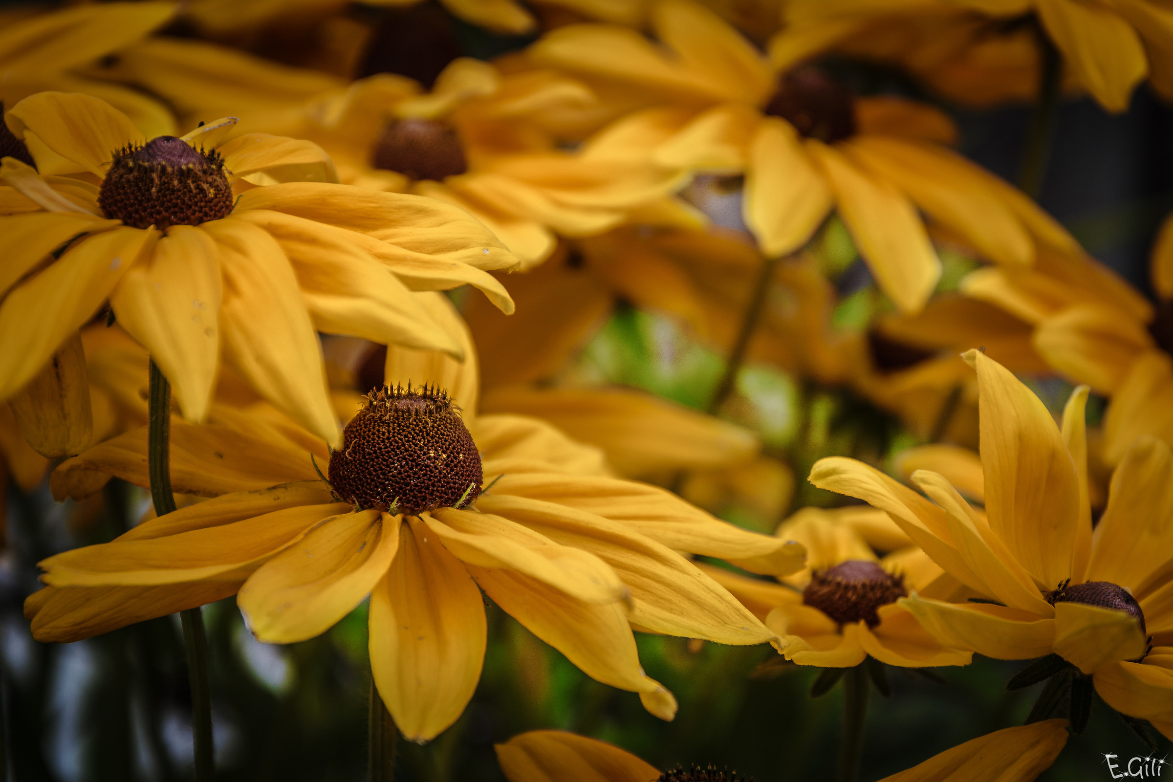 Rudbeckia...