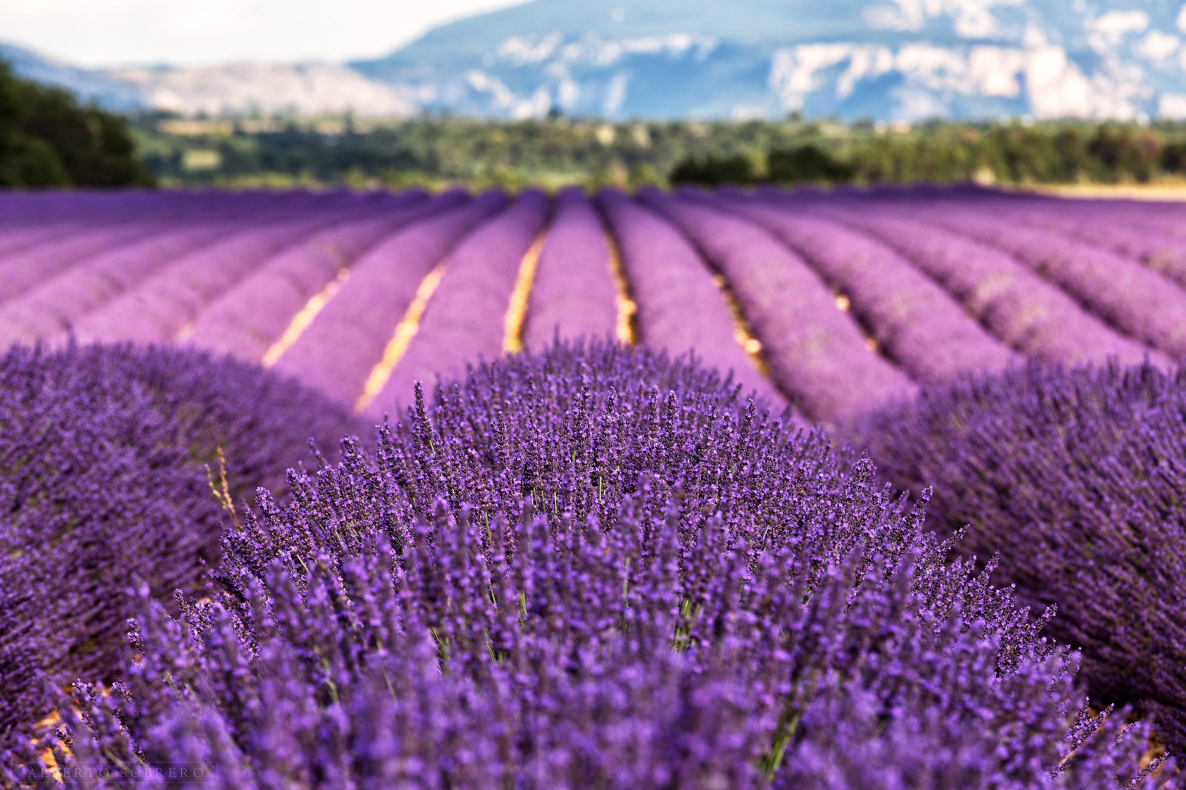 A Kingdom of lavender-from the perspective of a bee...