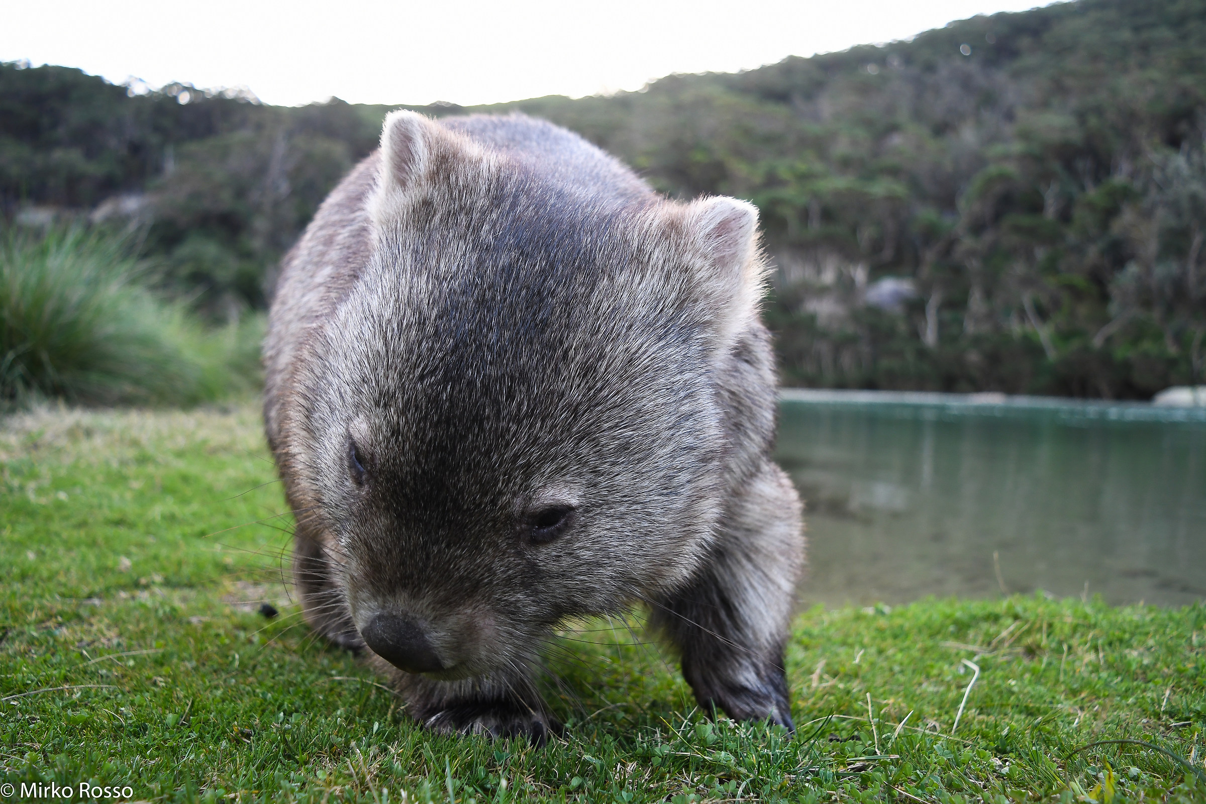 wombat...