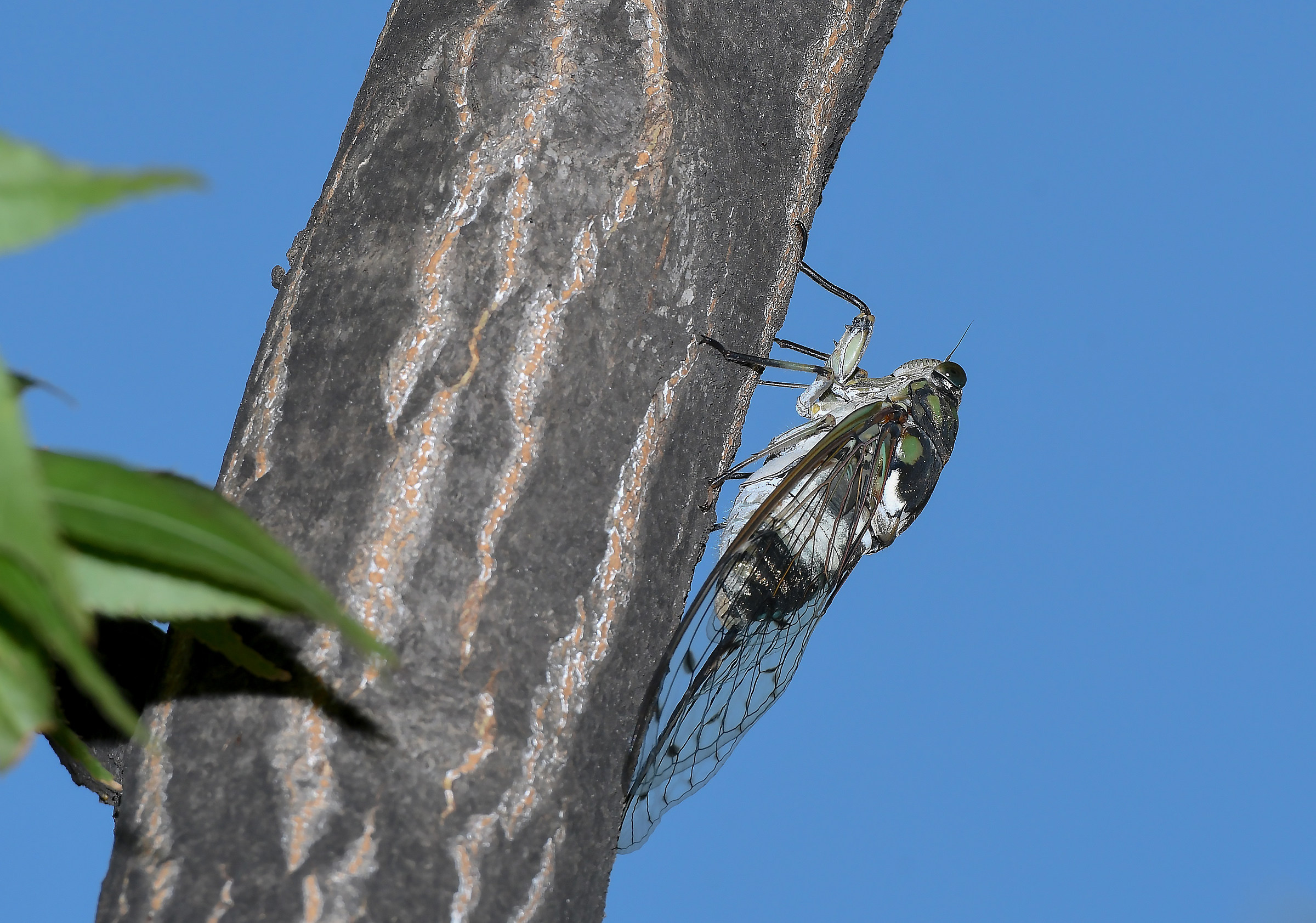 Cicada of Seoul...