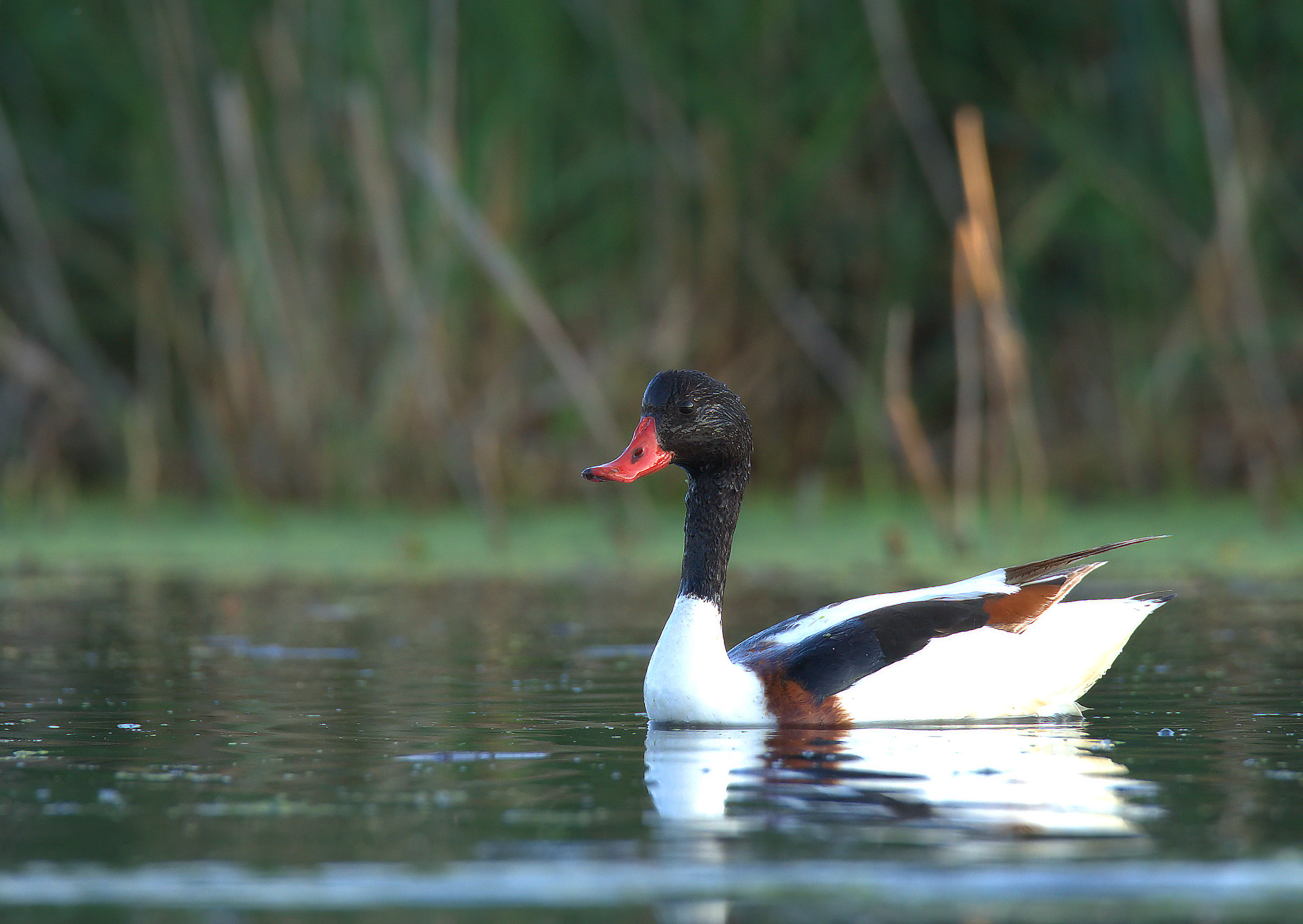 Common Shelduck...