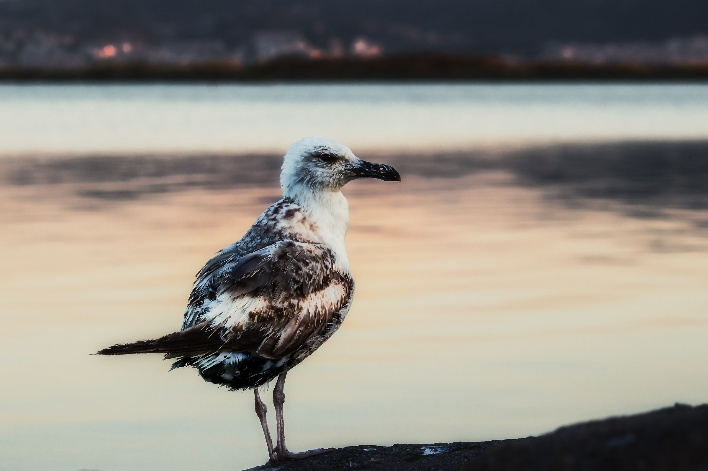 A seagull at golden hour...