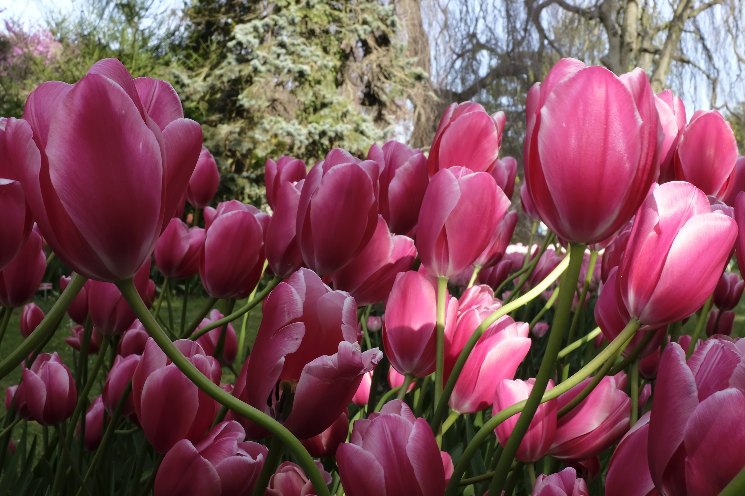 Swiss tulips...