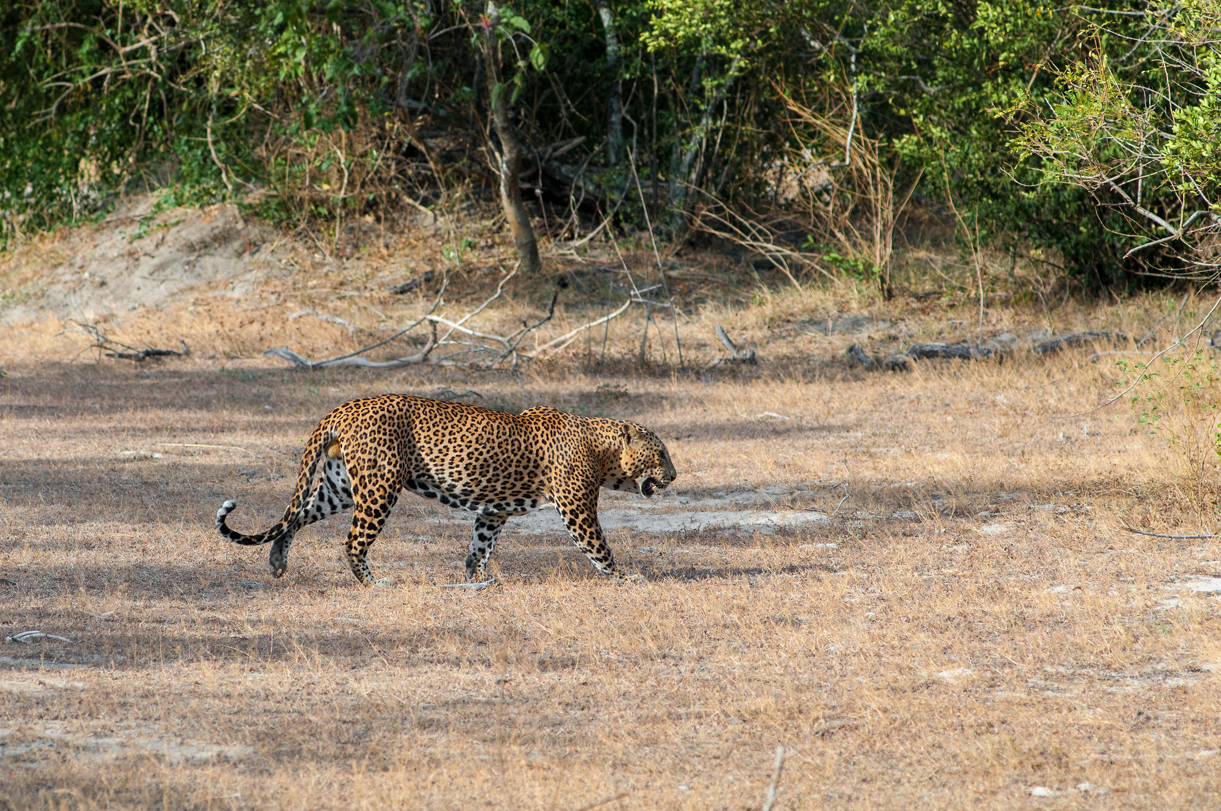 Spotting Ceylon leopard...