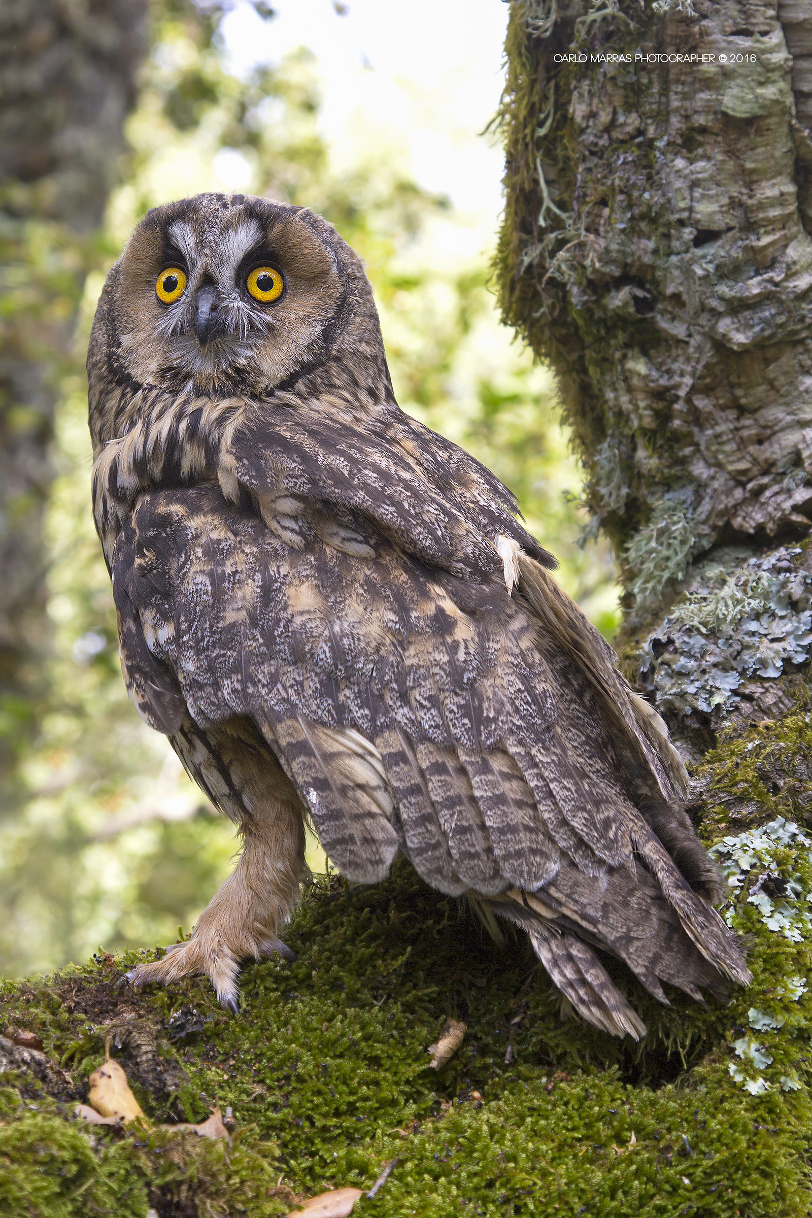 Asio otus (Gufo Comune), giovane, da capanno...