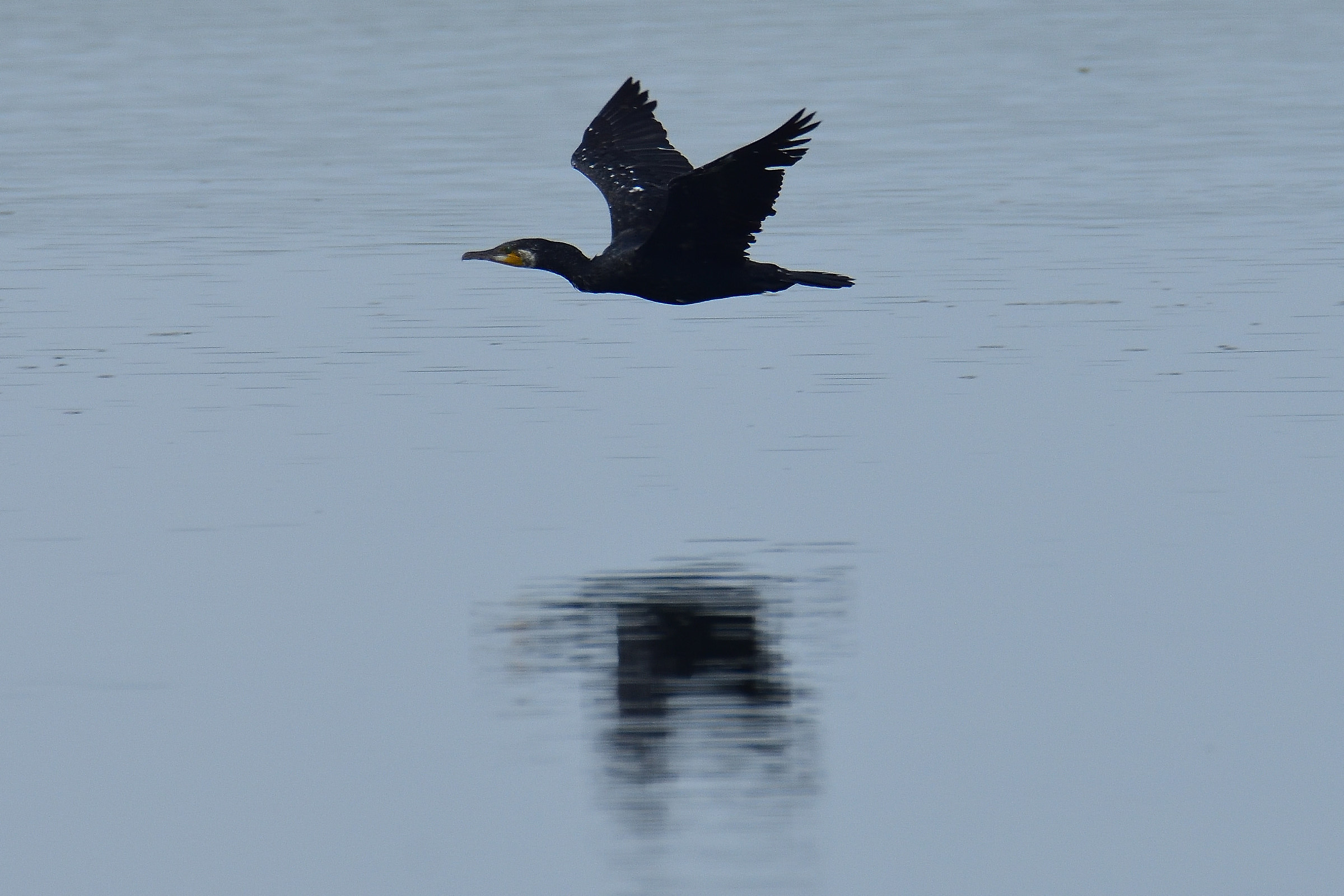 Cormorant...