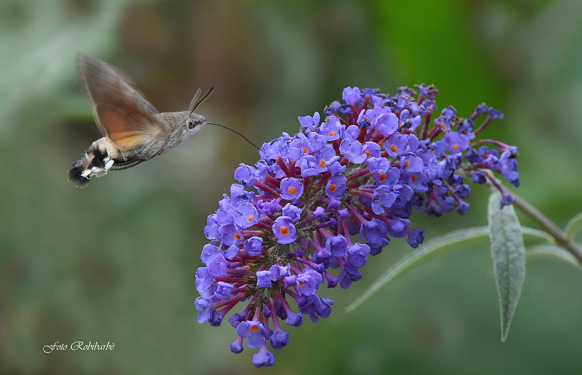 The hummingbird Butterfly......