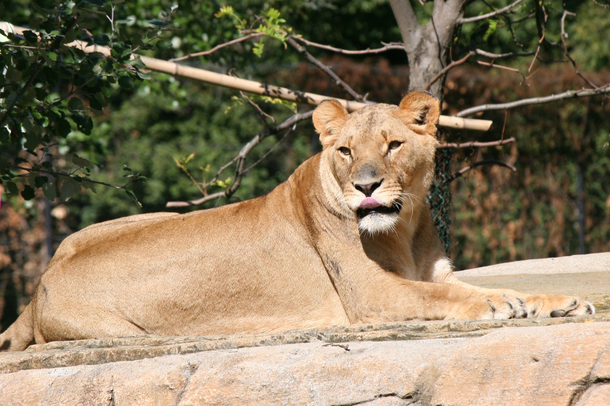 Lioness...