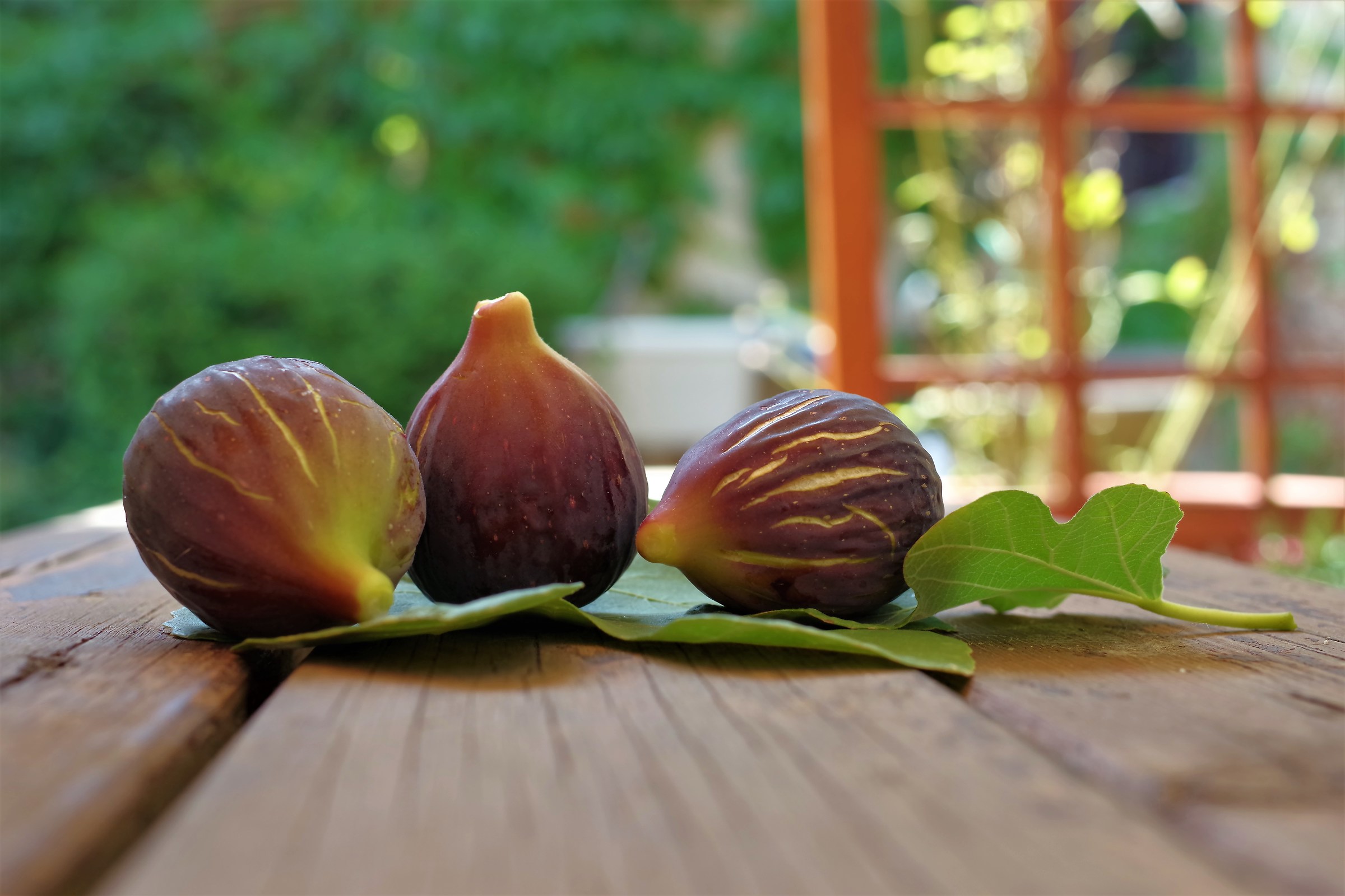 Freshly picked figs...