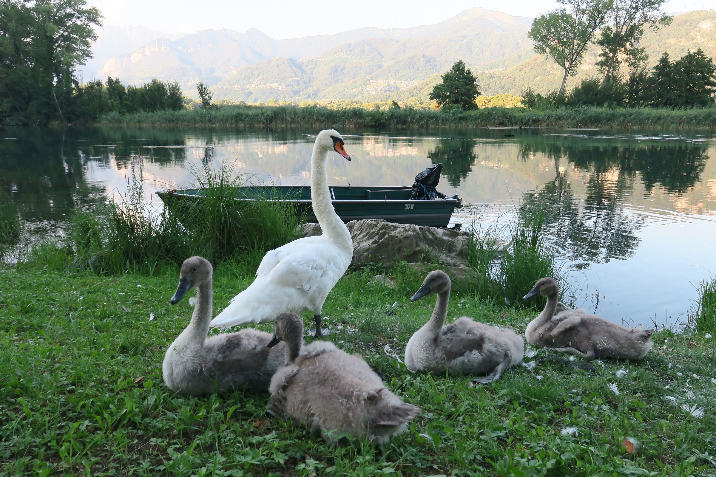 Family of swans along the River Adda 2...
