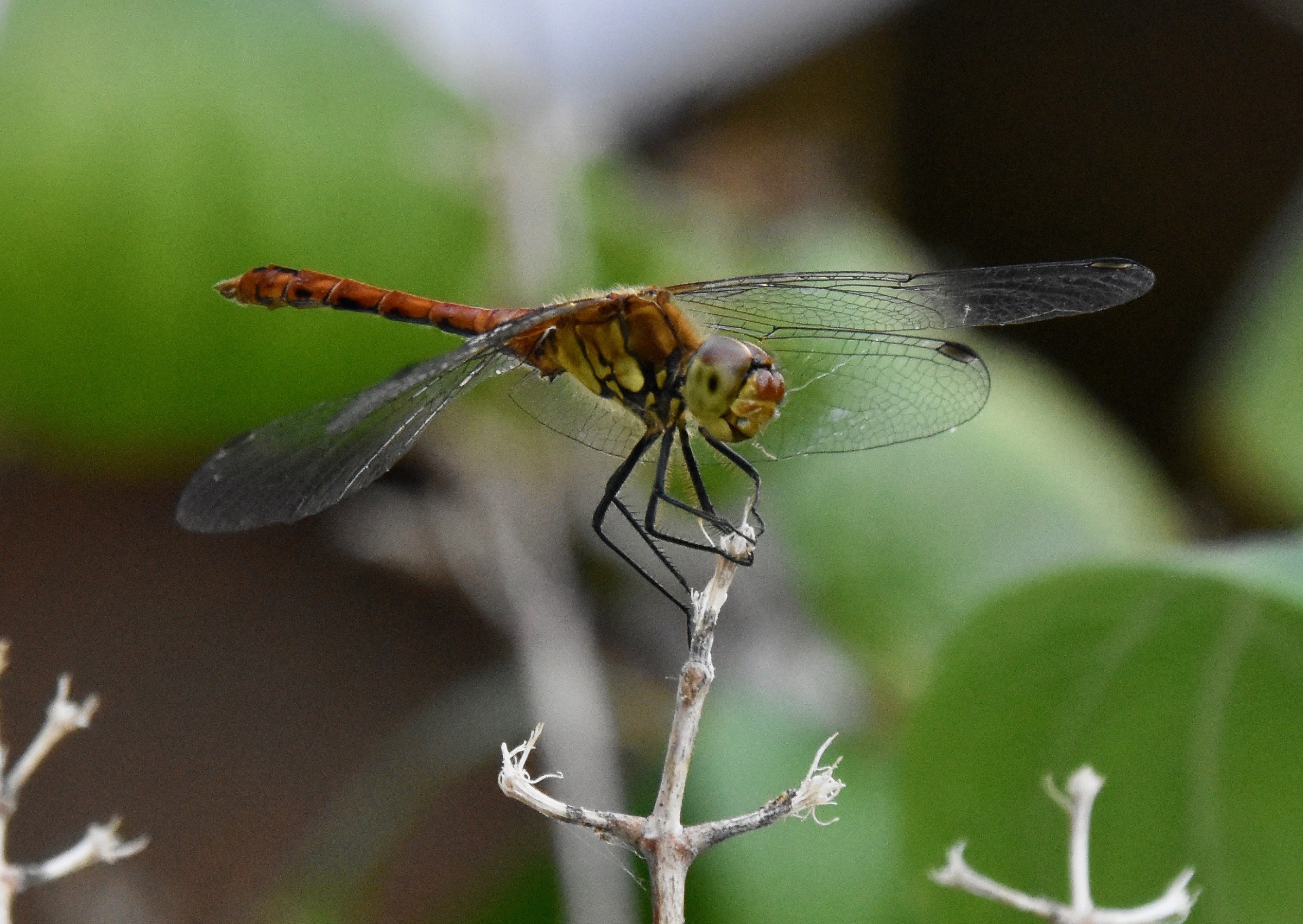 Libellula...