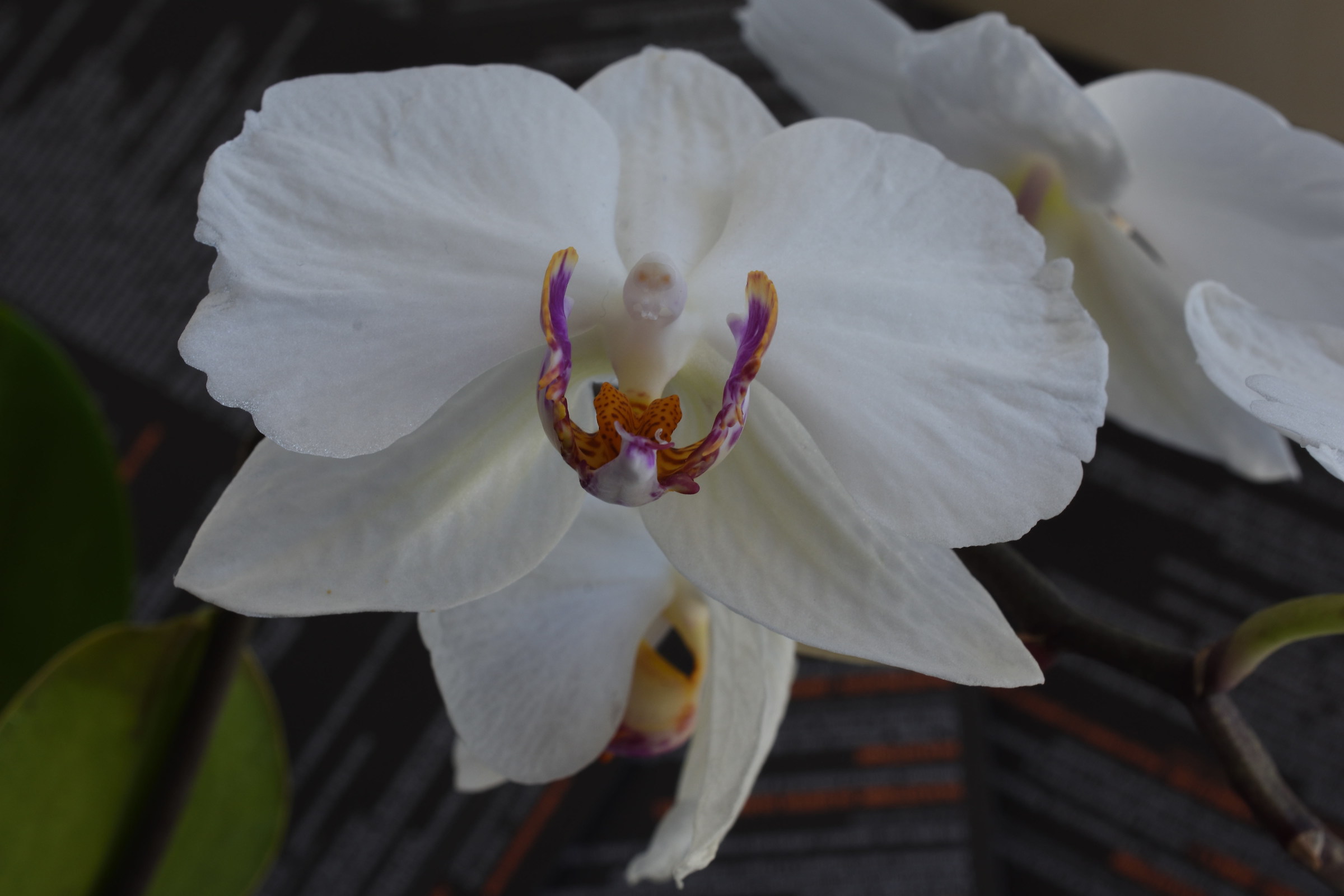 White Orchid...