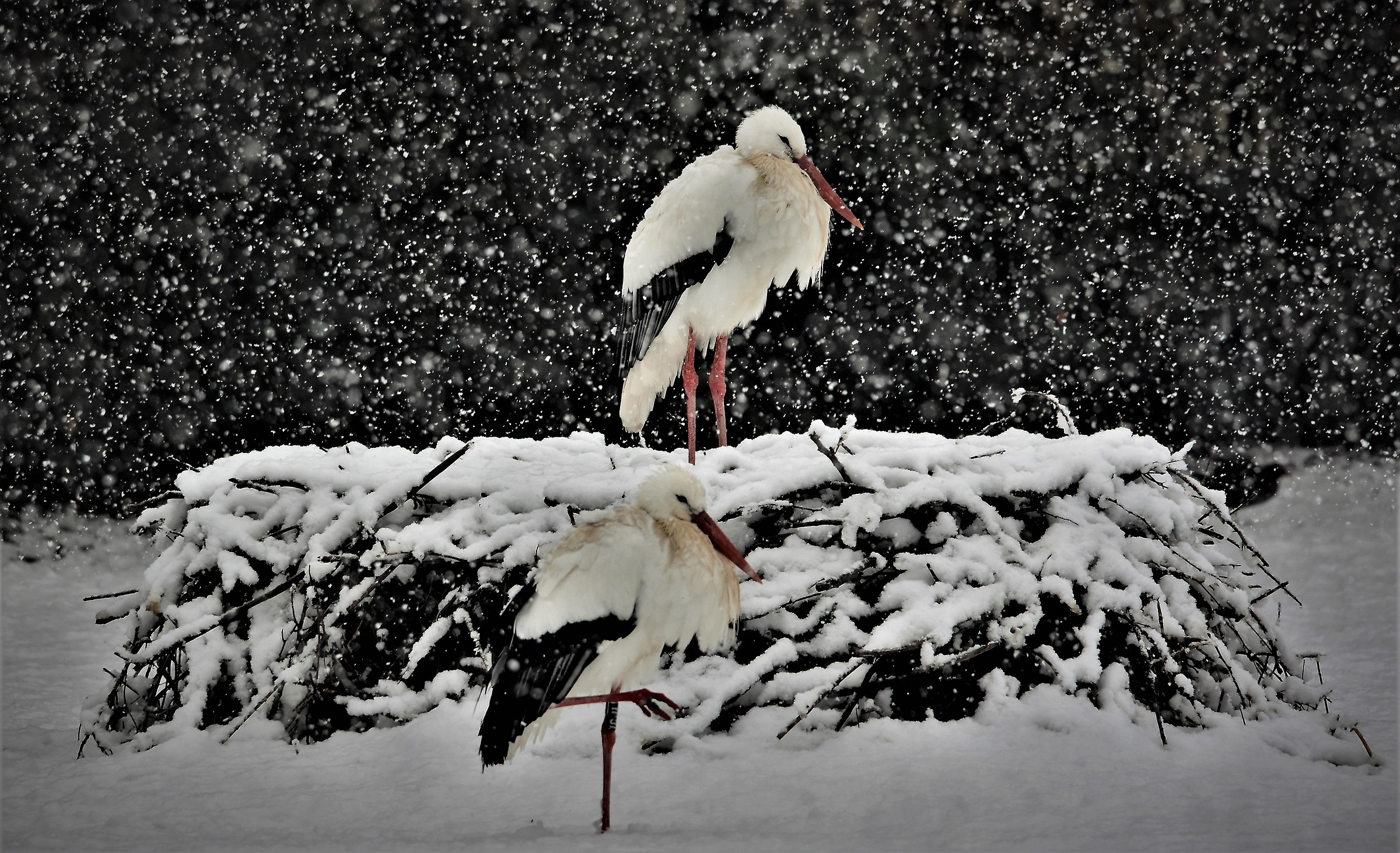 The snowfalls on the storks ...