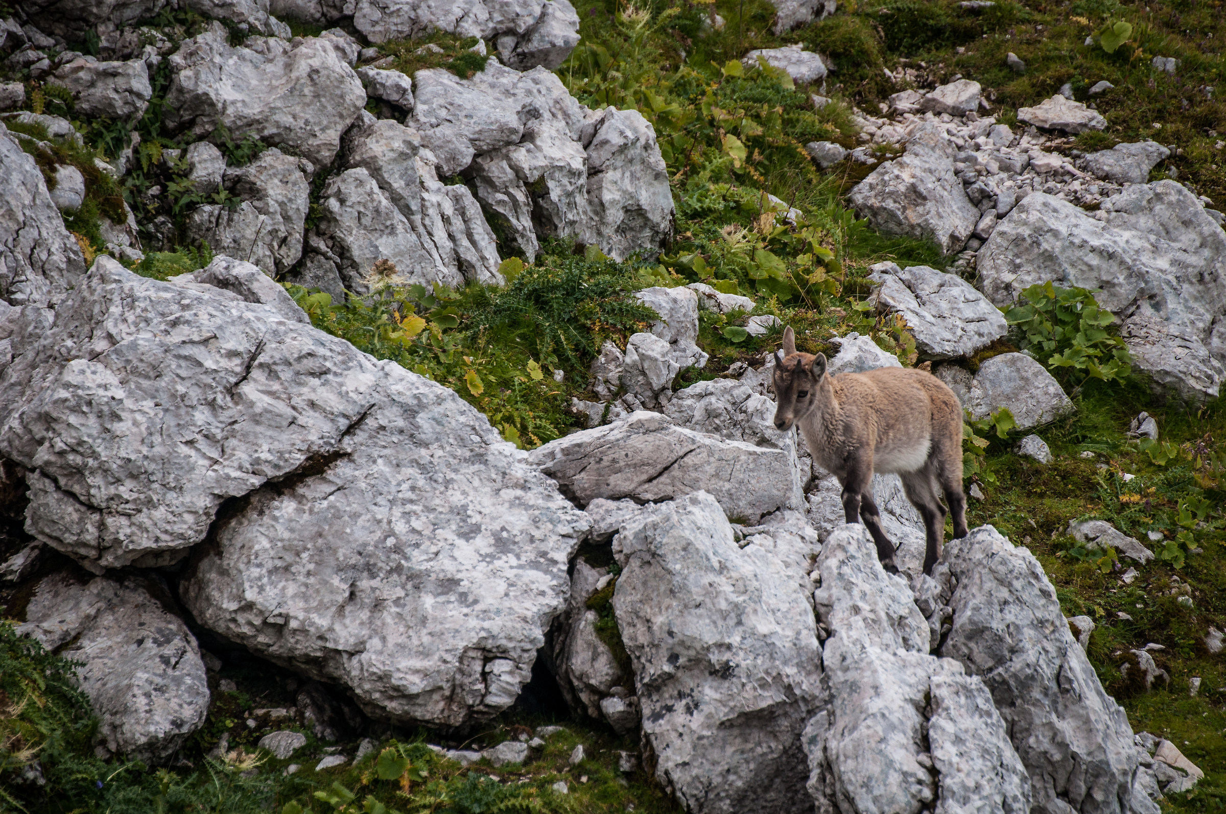Small Ibex Grow...